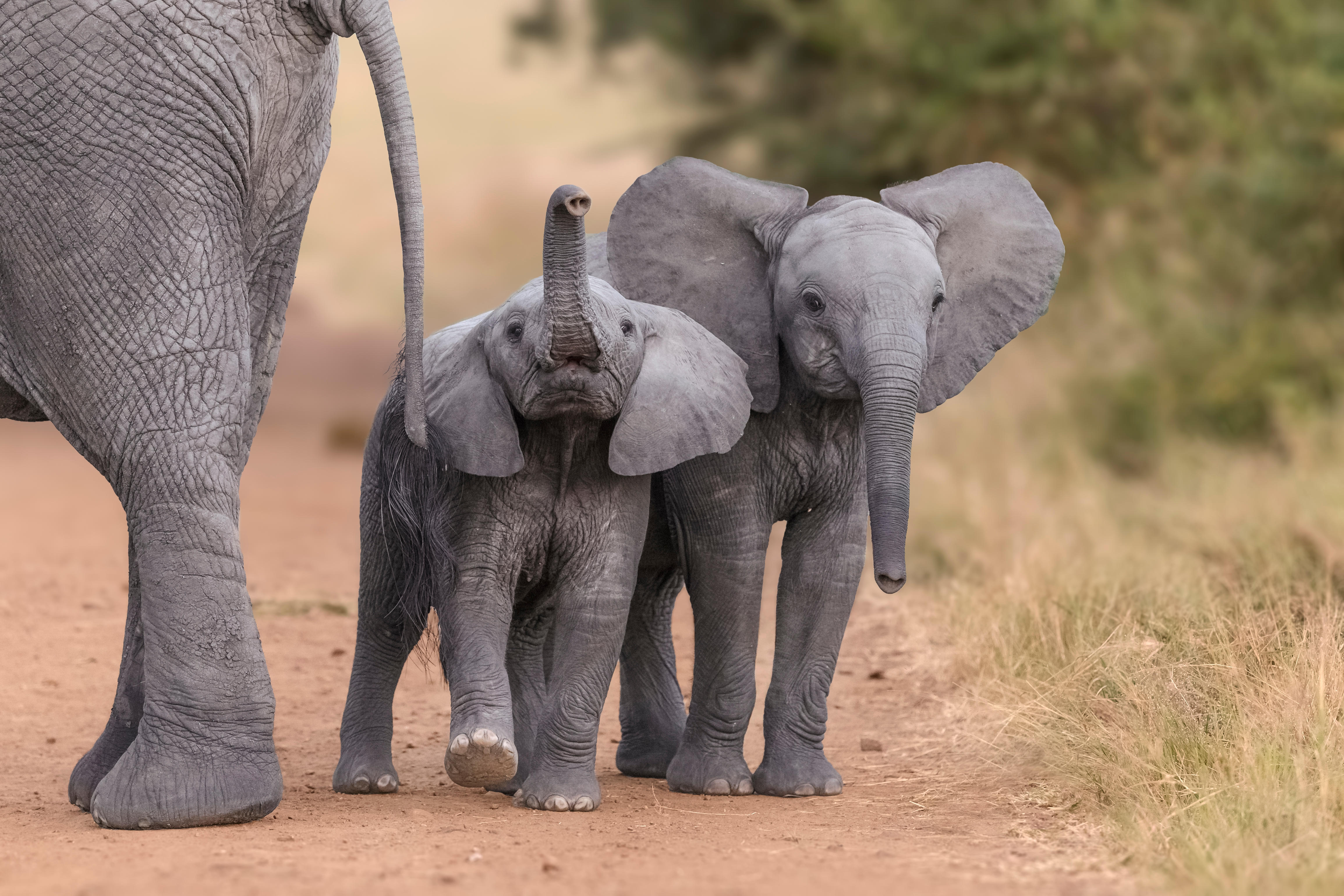 Two baby elephants r/aww