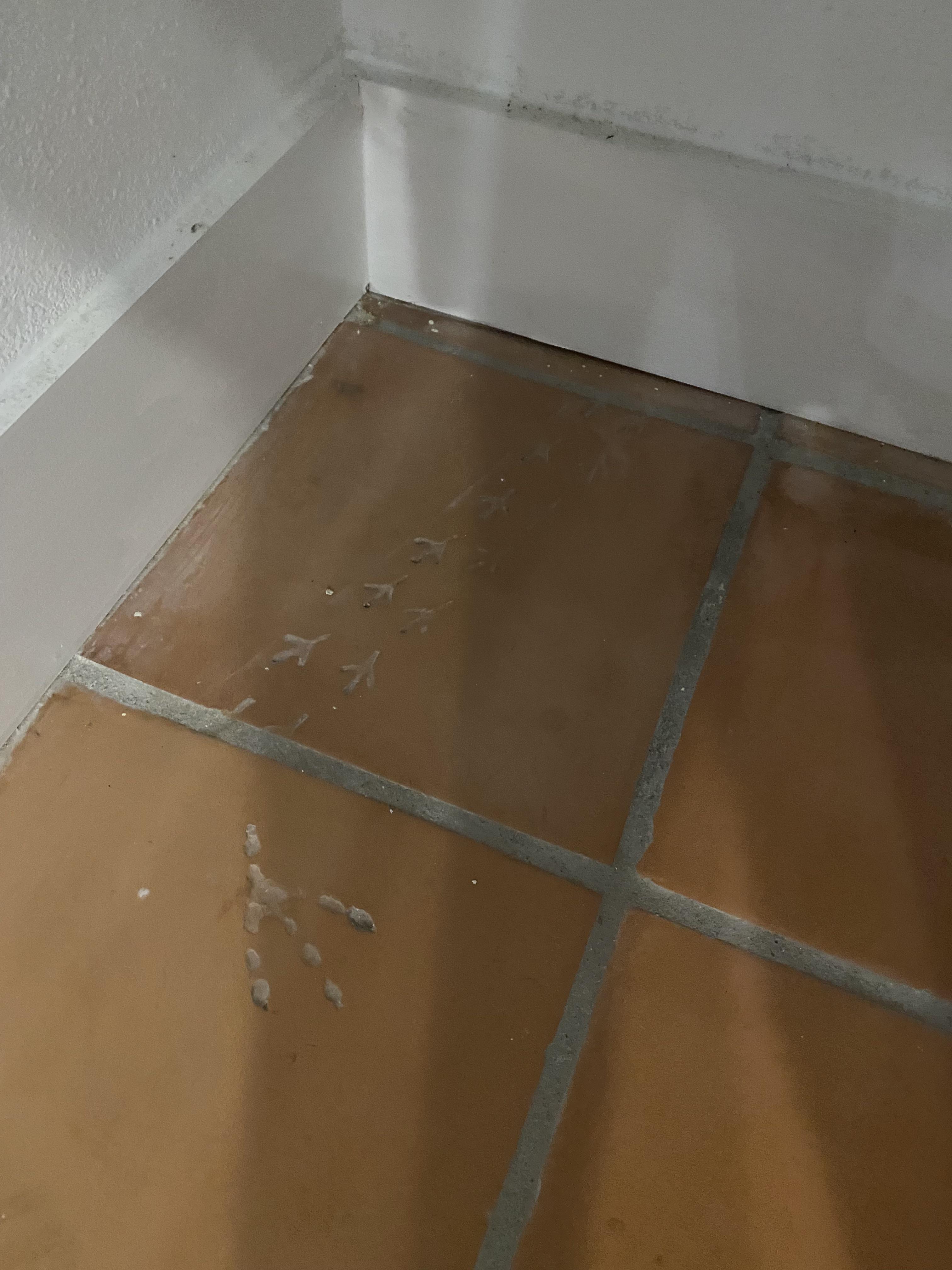 Just moved into a new place and the closet has old Saltillo tiles which