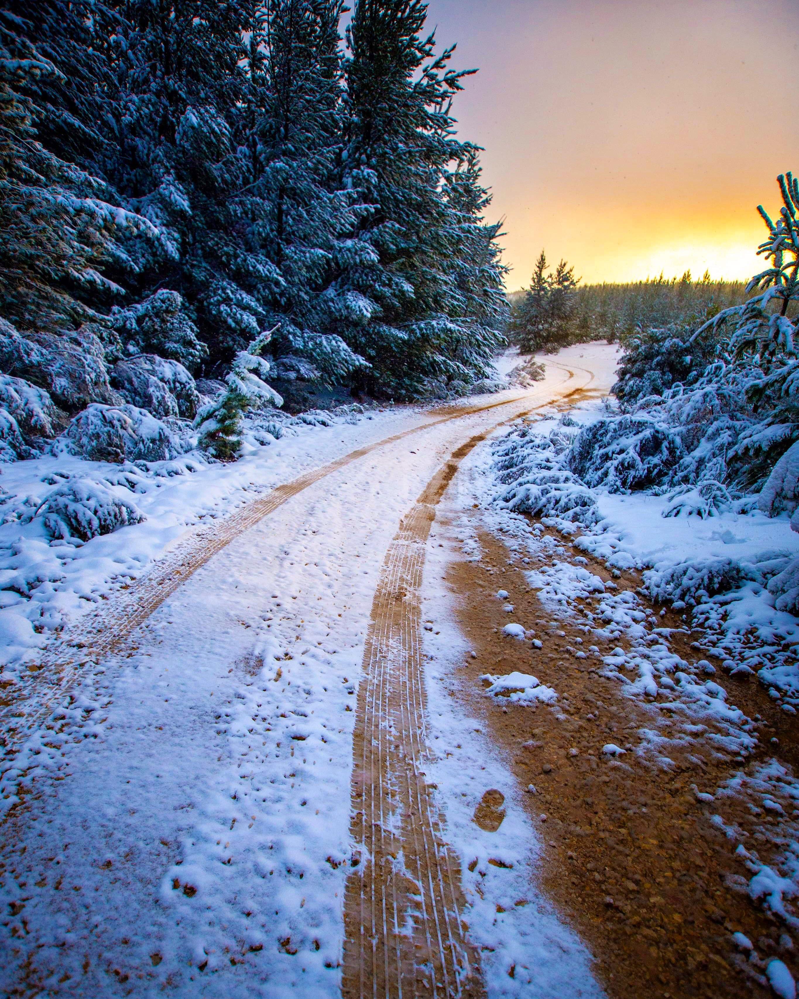 Sunrise in Hampton State Forest over the weekend! r/sydney