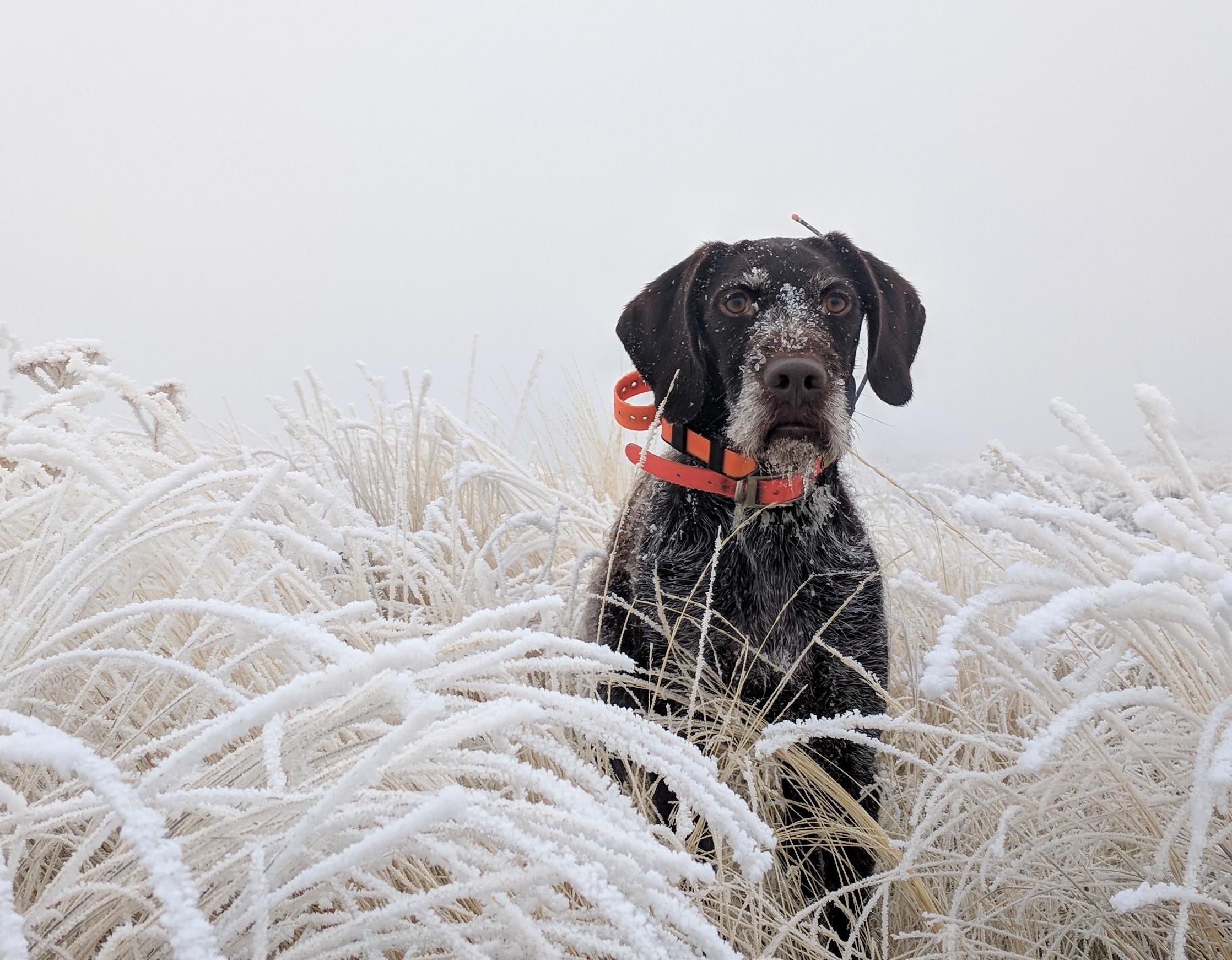 Chukar Hunting at its finest! Cannot imagine finding the dog unit