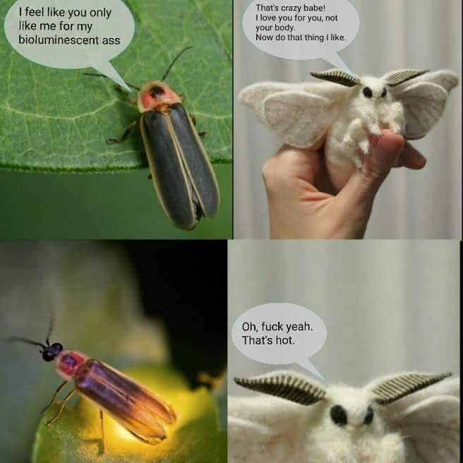 Moth memes Entomology