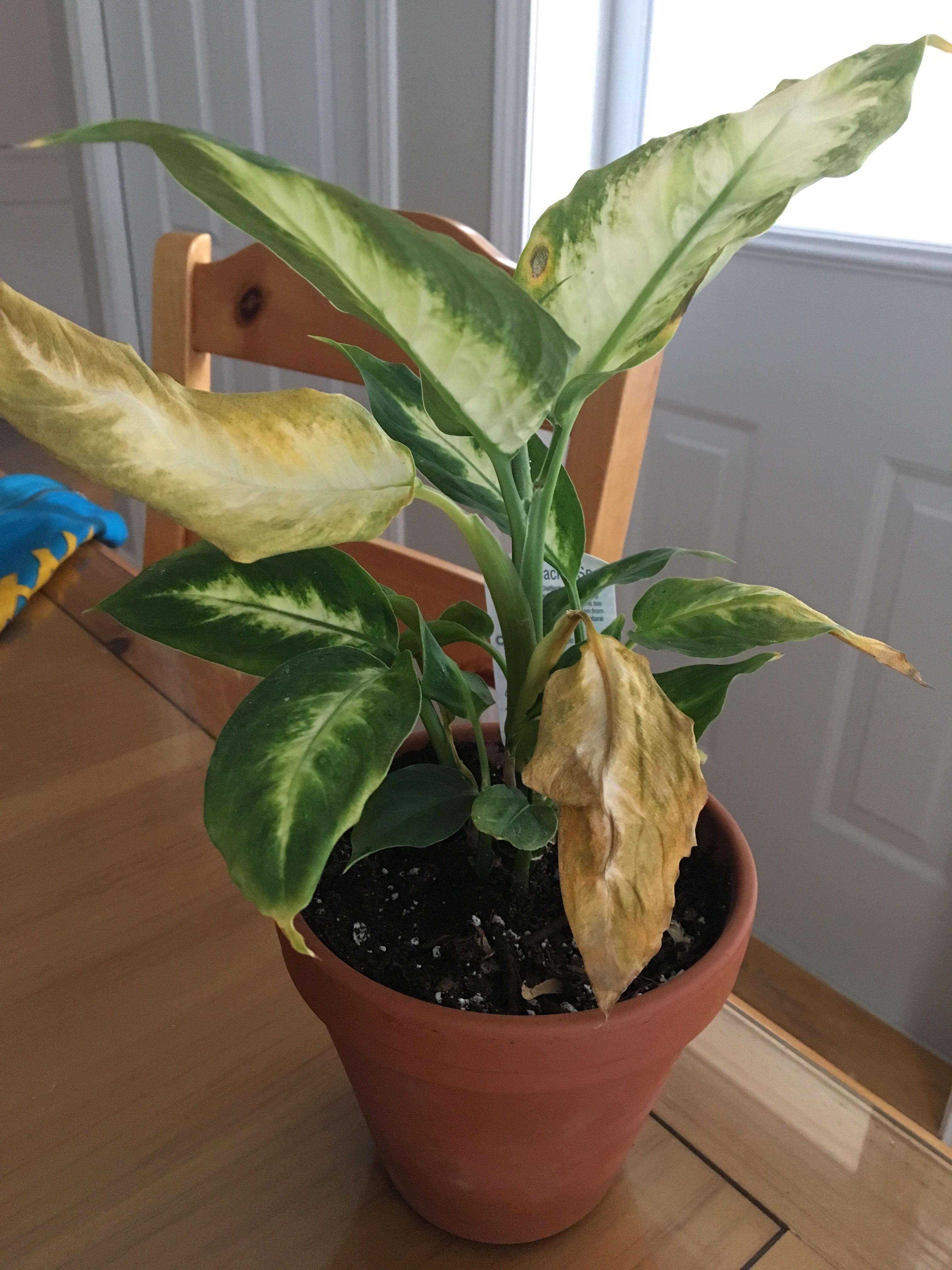 Why is my dieffenbachia dying? r/houseplants