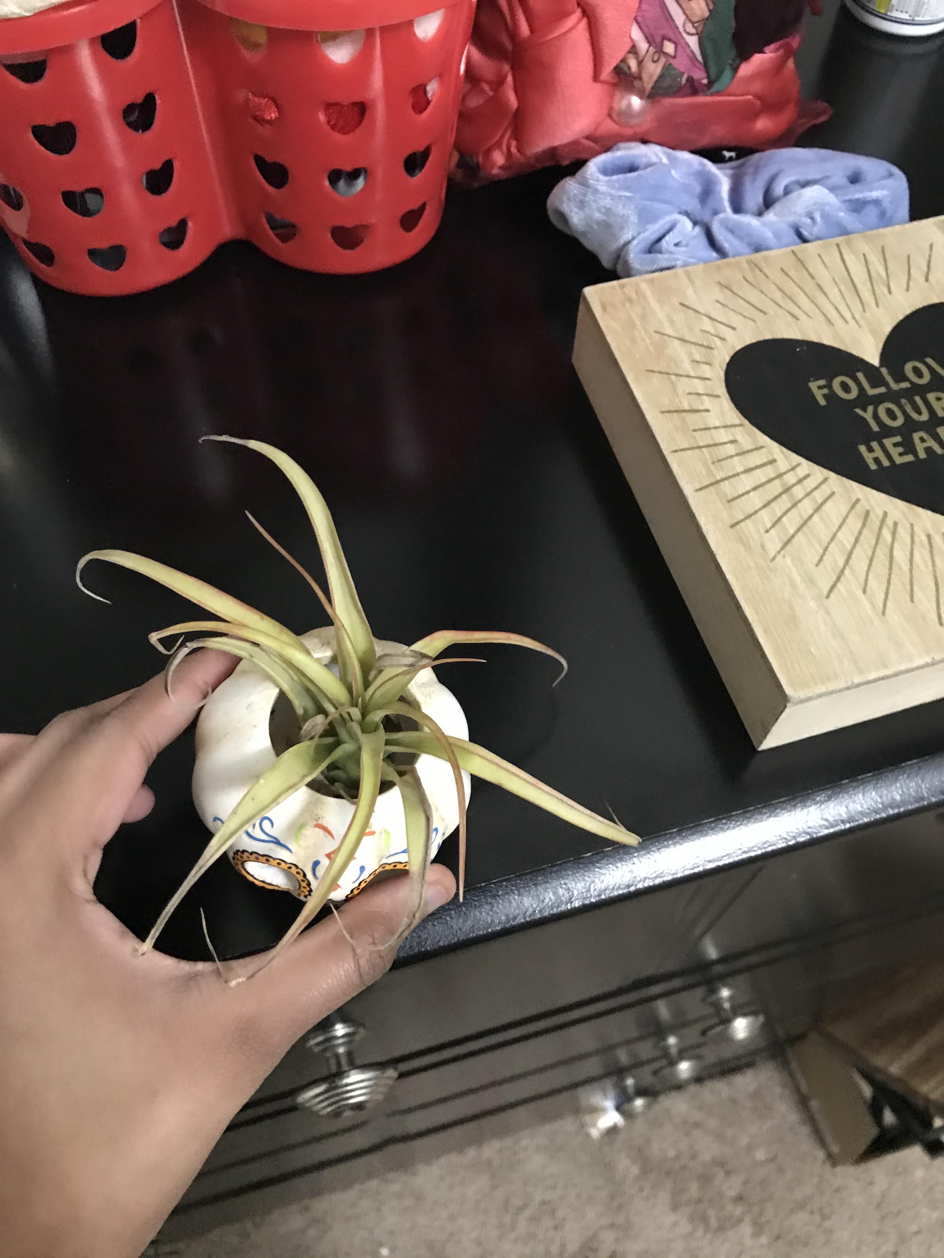 My air plant looked like this when I bought it yesterday. Are the dry
