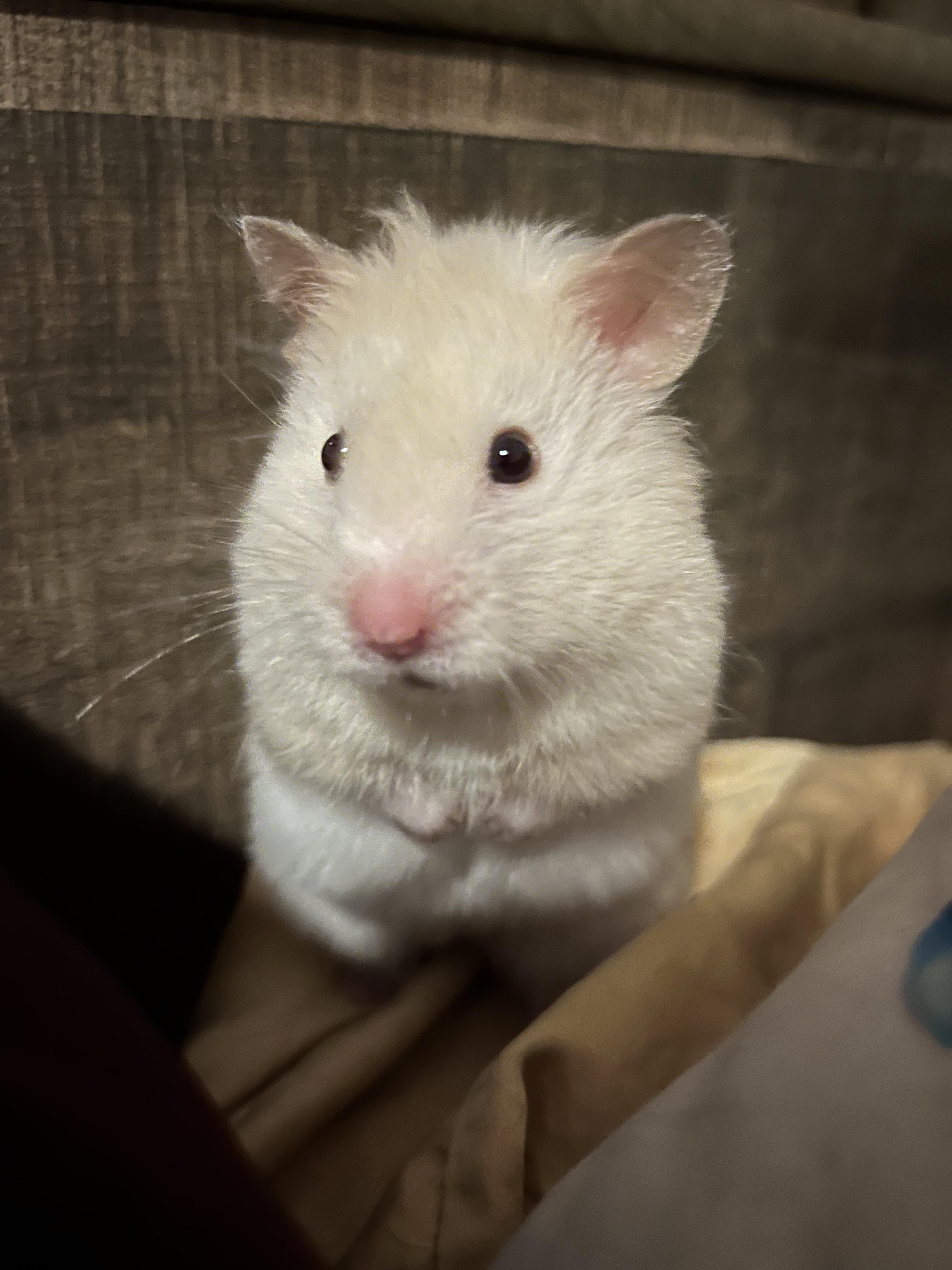 What are small shops for hamster toys and food so I don’t have to