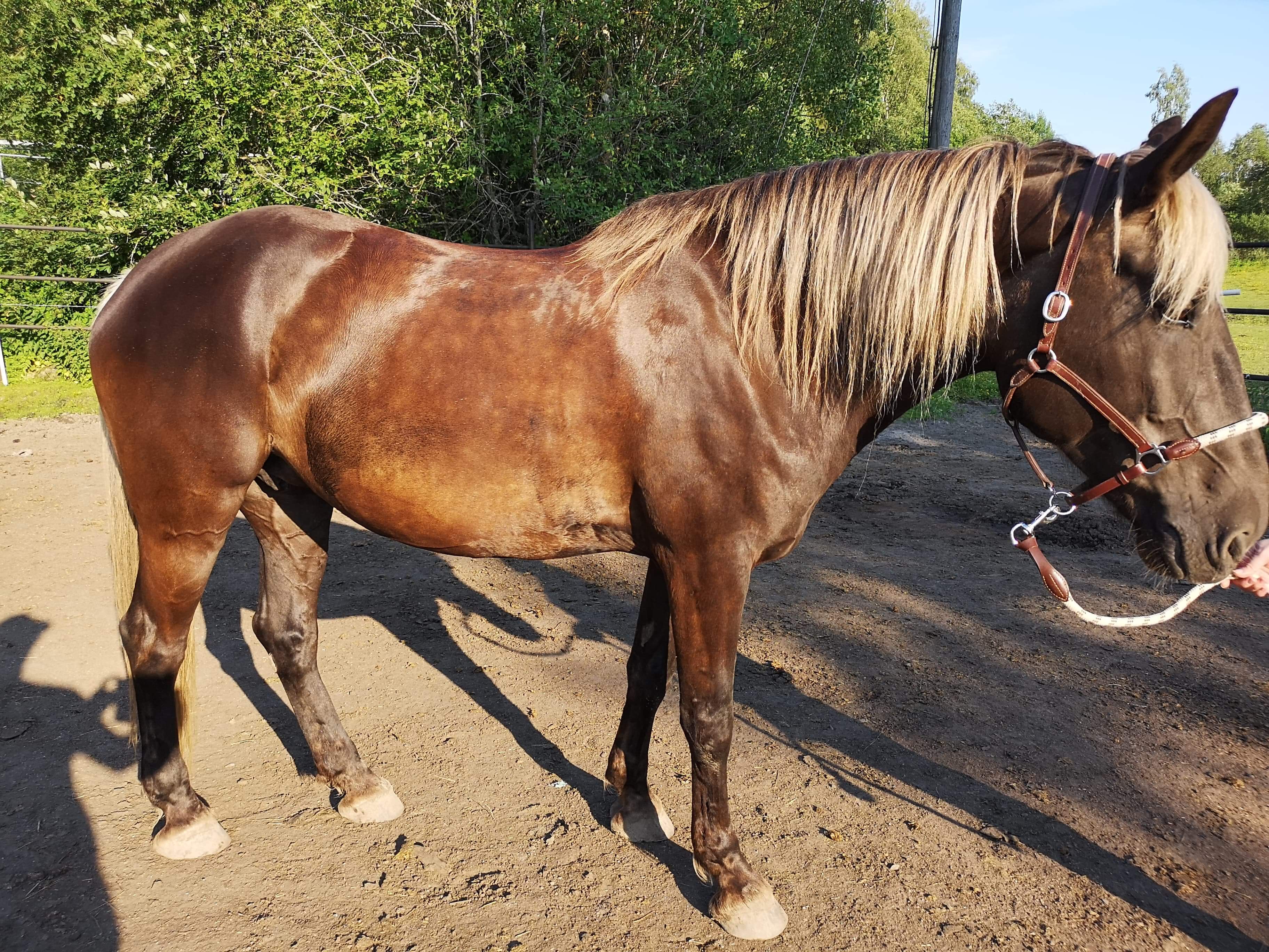 My friend has a dilemma is her horse liver chestnut or silver dapple