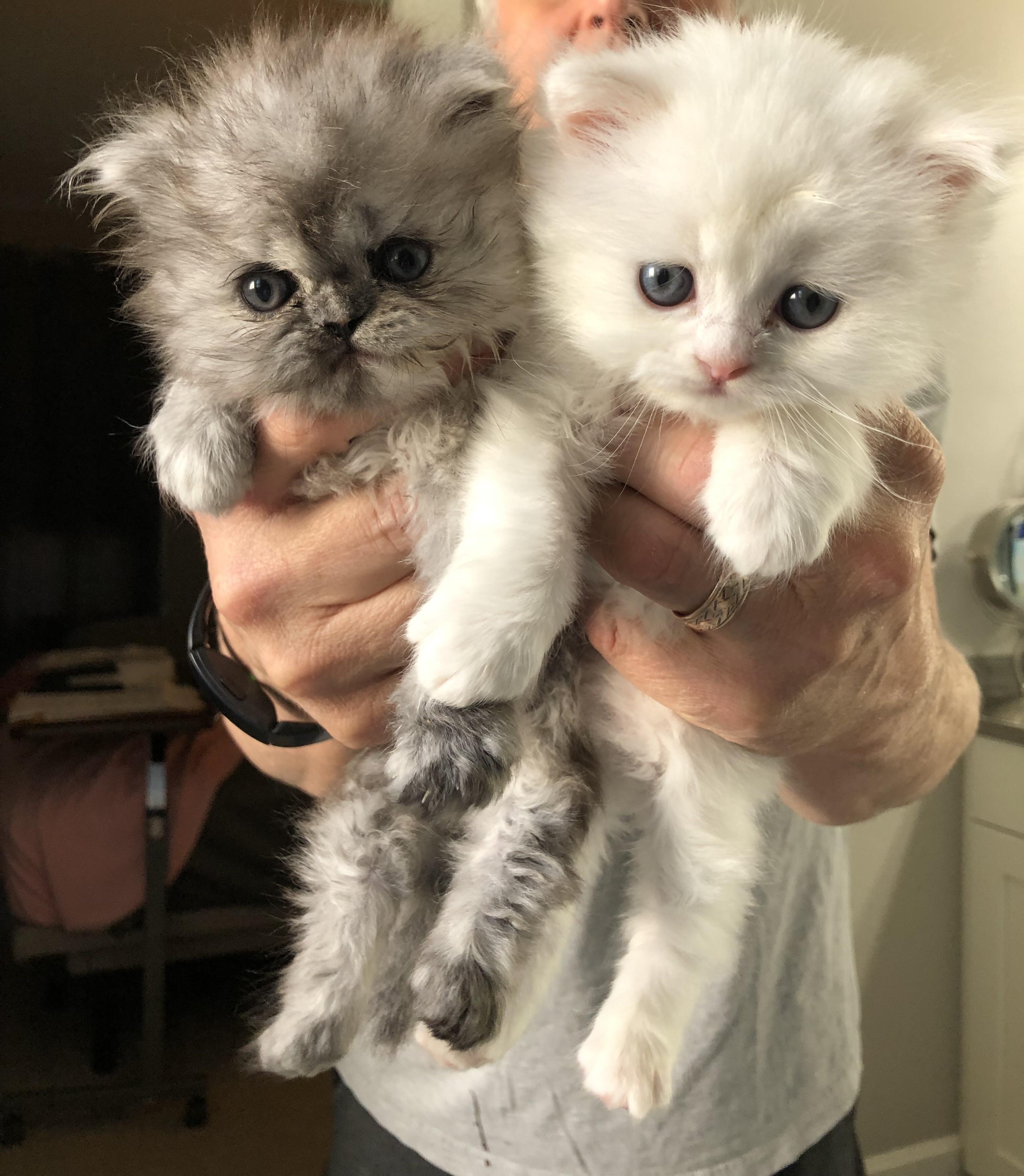 My rescue kittens. r/aww