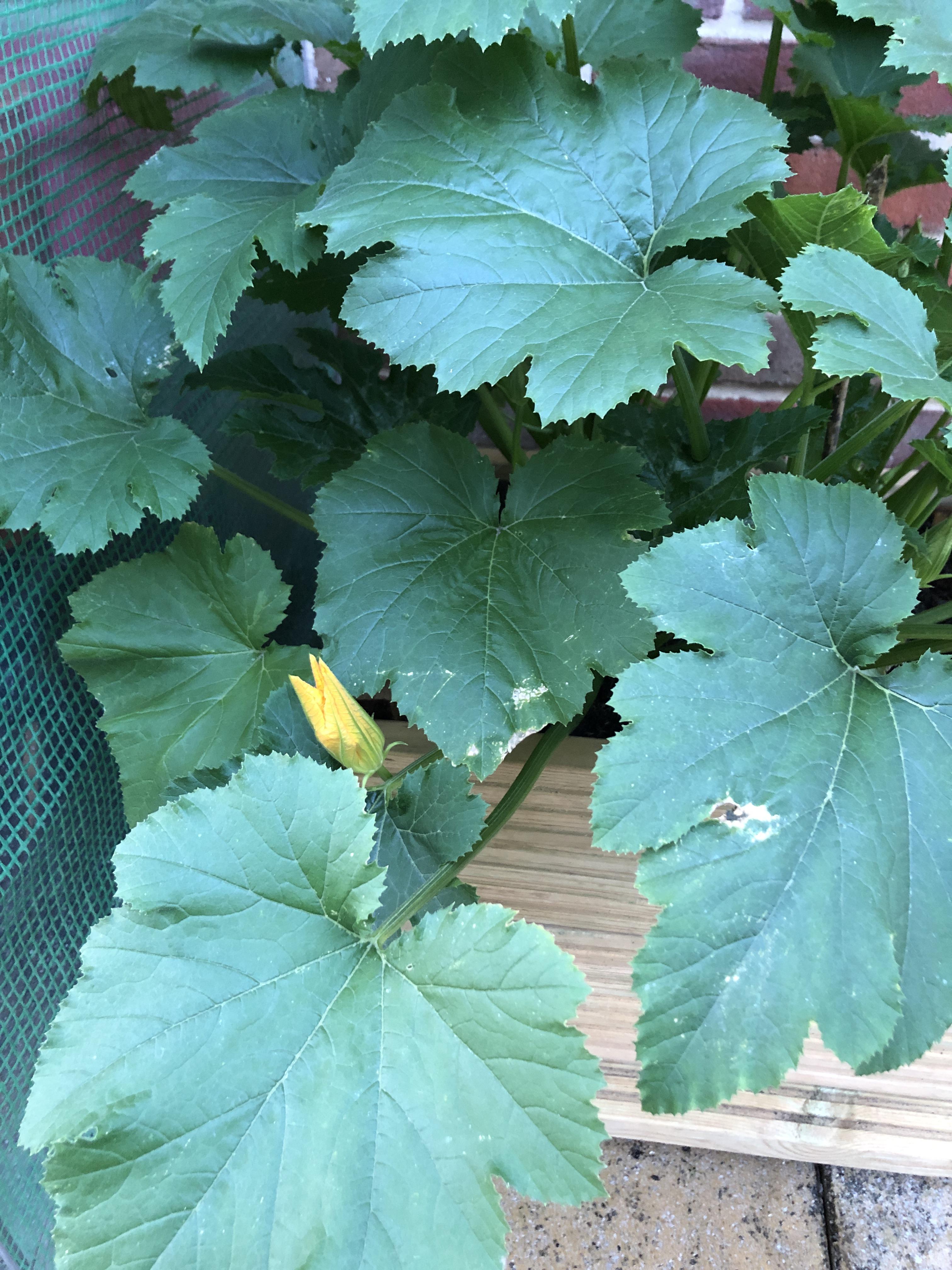 Very happy to see my first courgette flower!! Would it be best to cut
