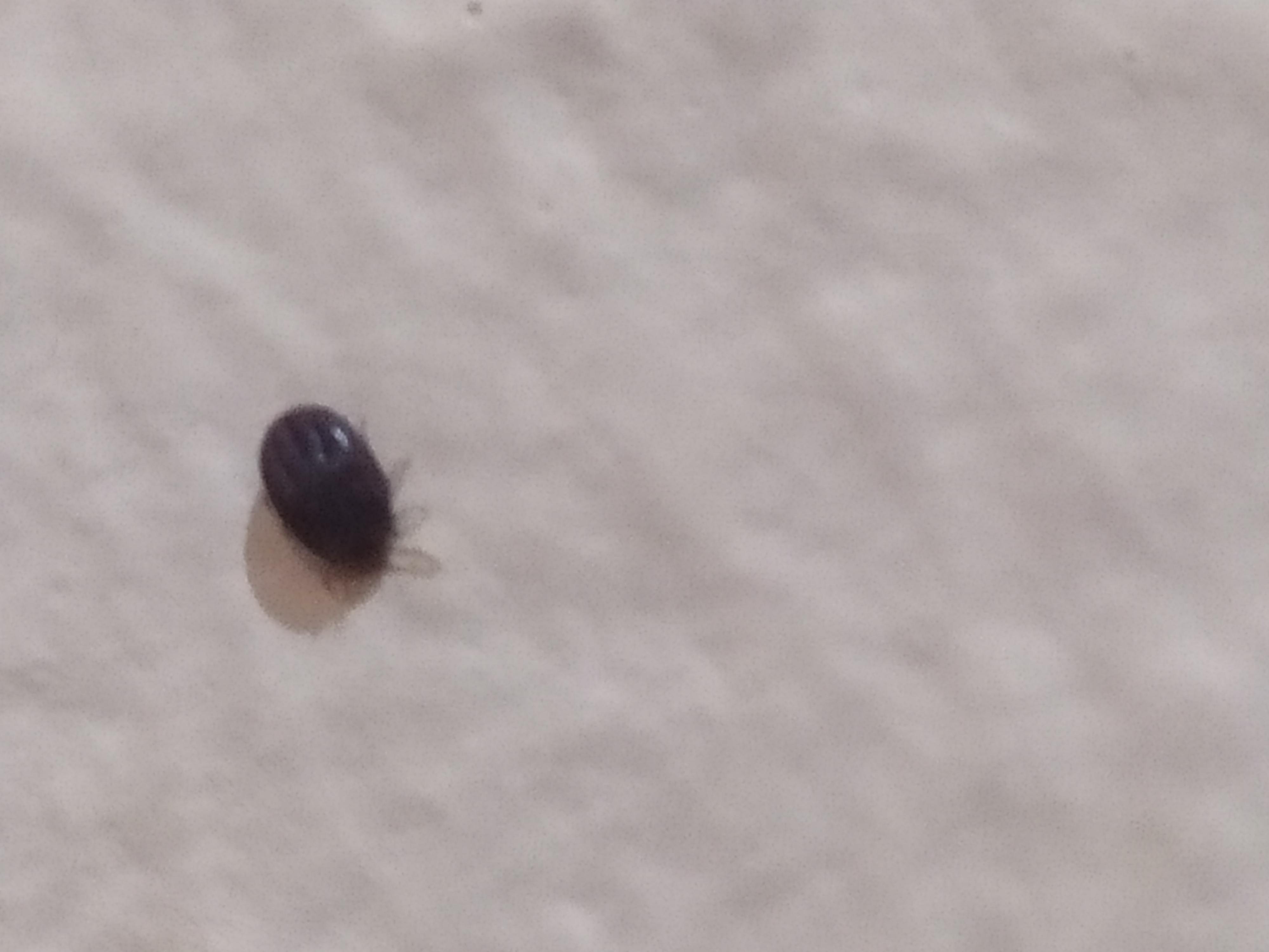 What kind of ticks are these and how do I get rid of them? Just noticed