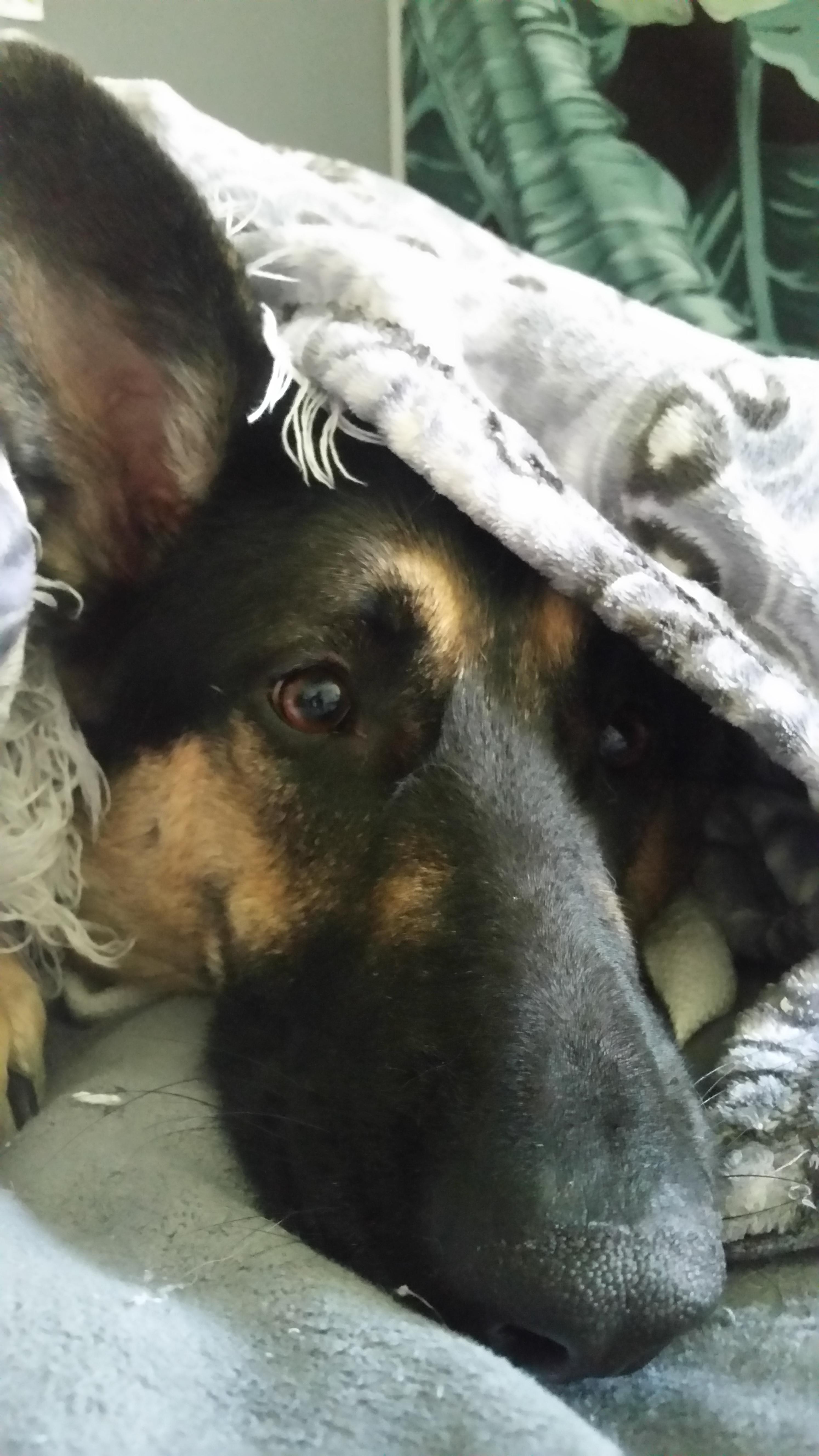Duke is afraid of the Roomba so he hides under blankets r/germanshepherds