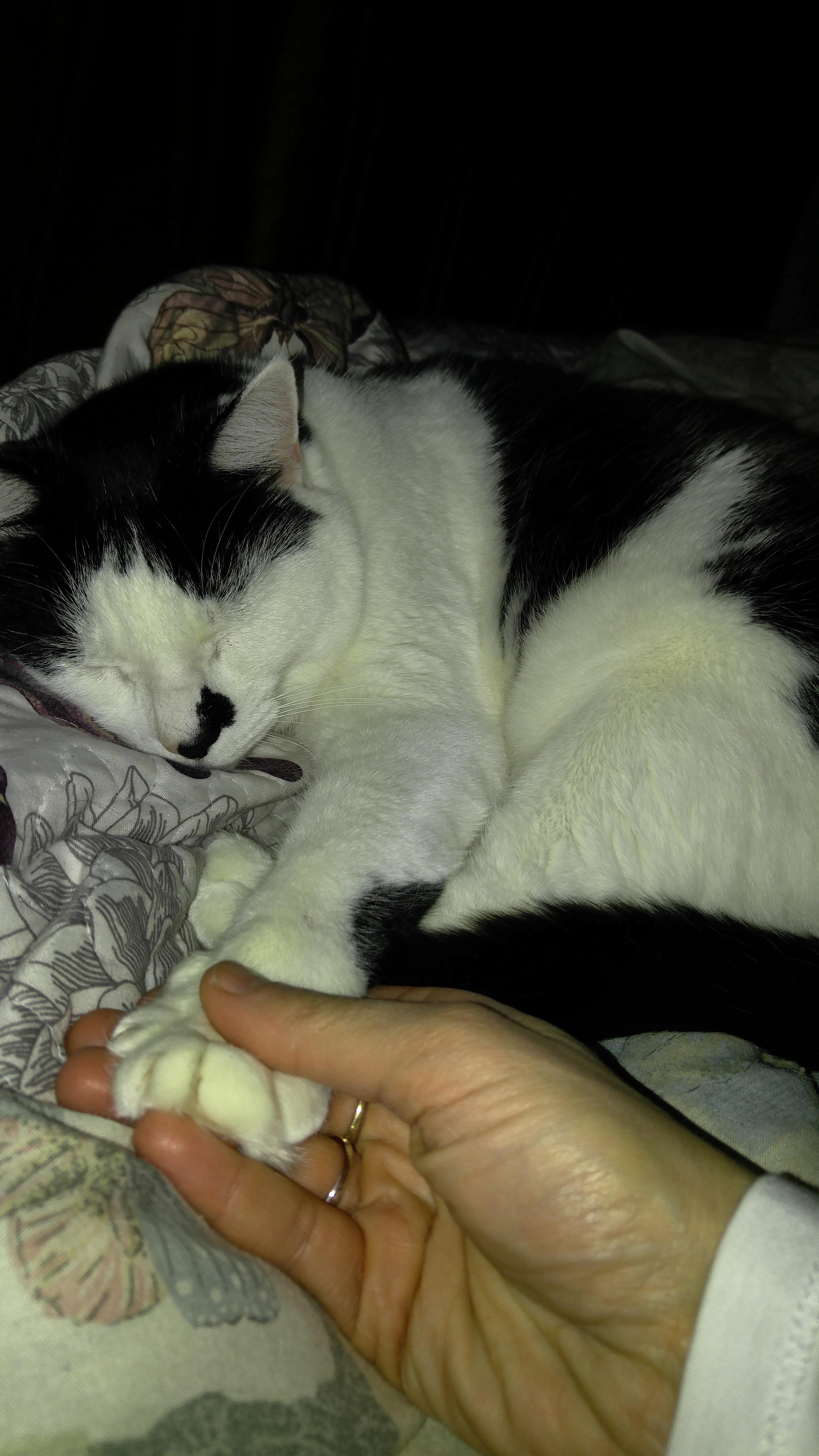 I've been rubbing his paw til he falls asleep ever since he was a