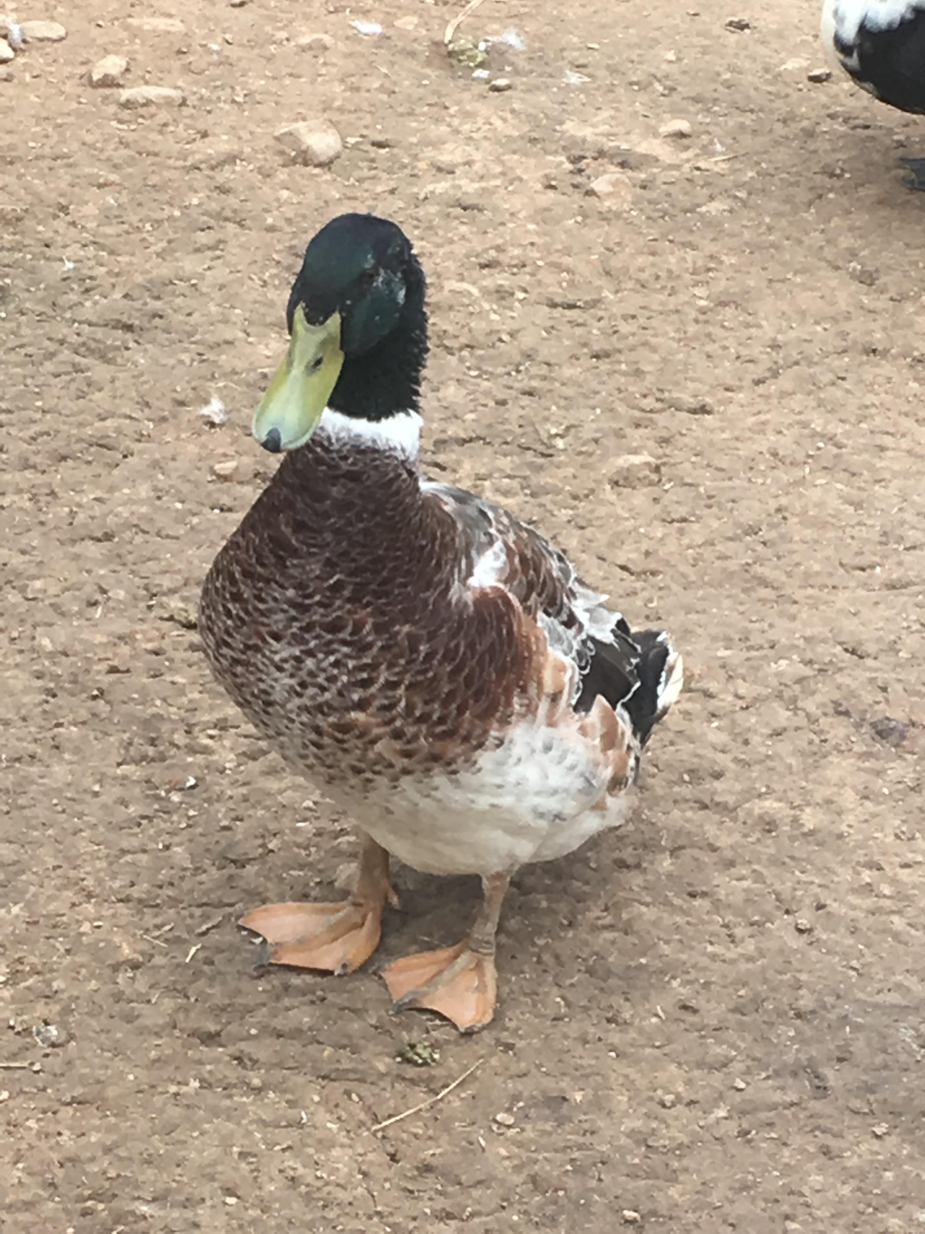 One of our drakes duck