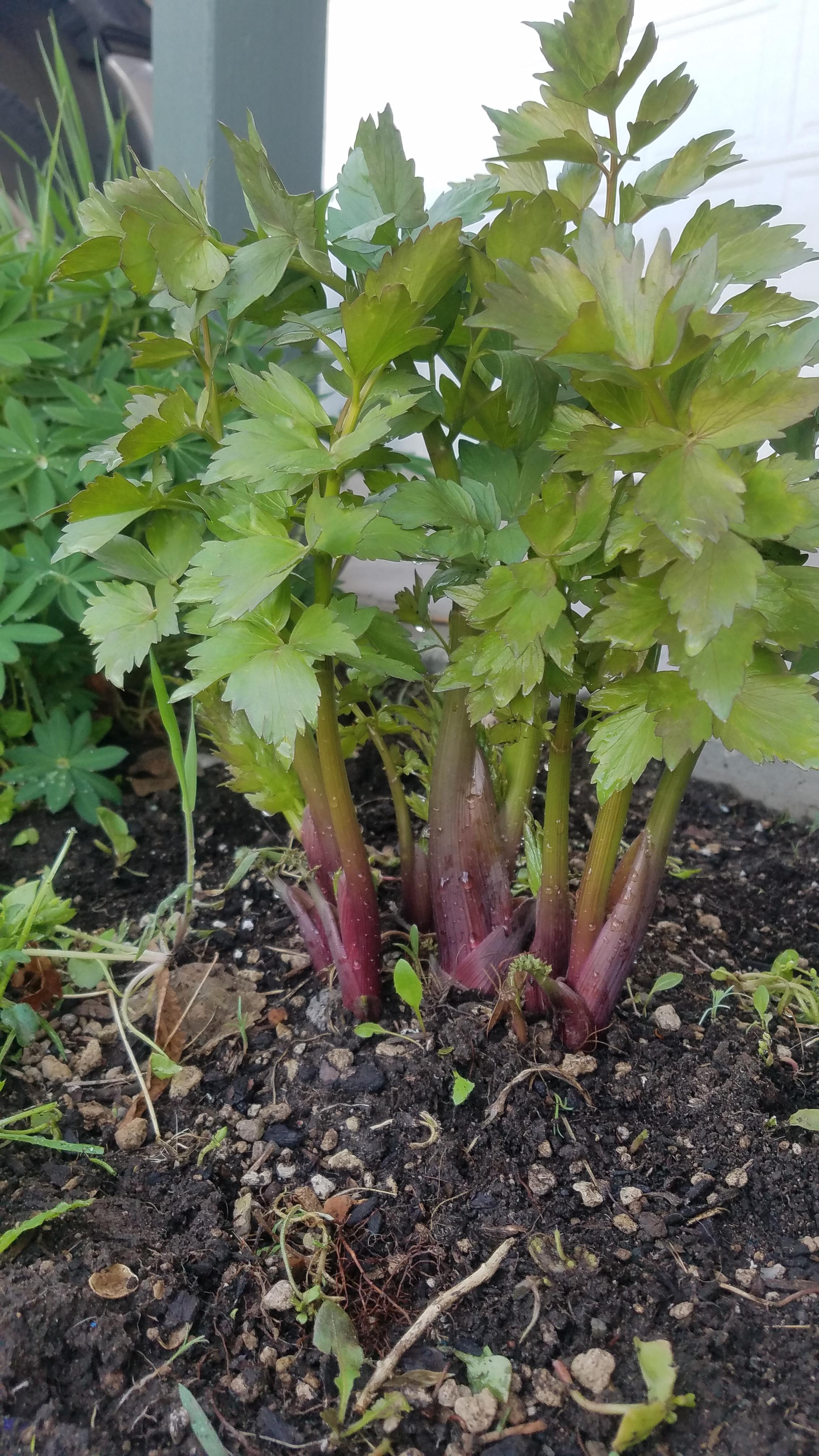 What is this celerylike plant? Zone 6b, just bought this house this winter so i have no idea