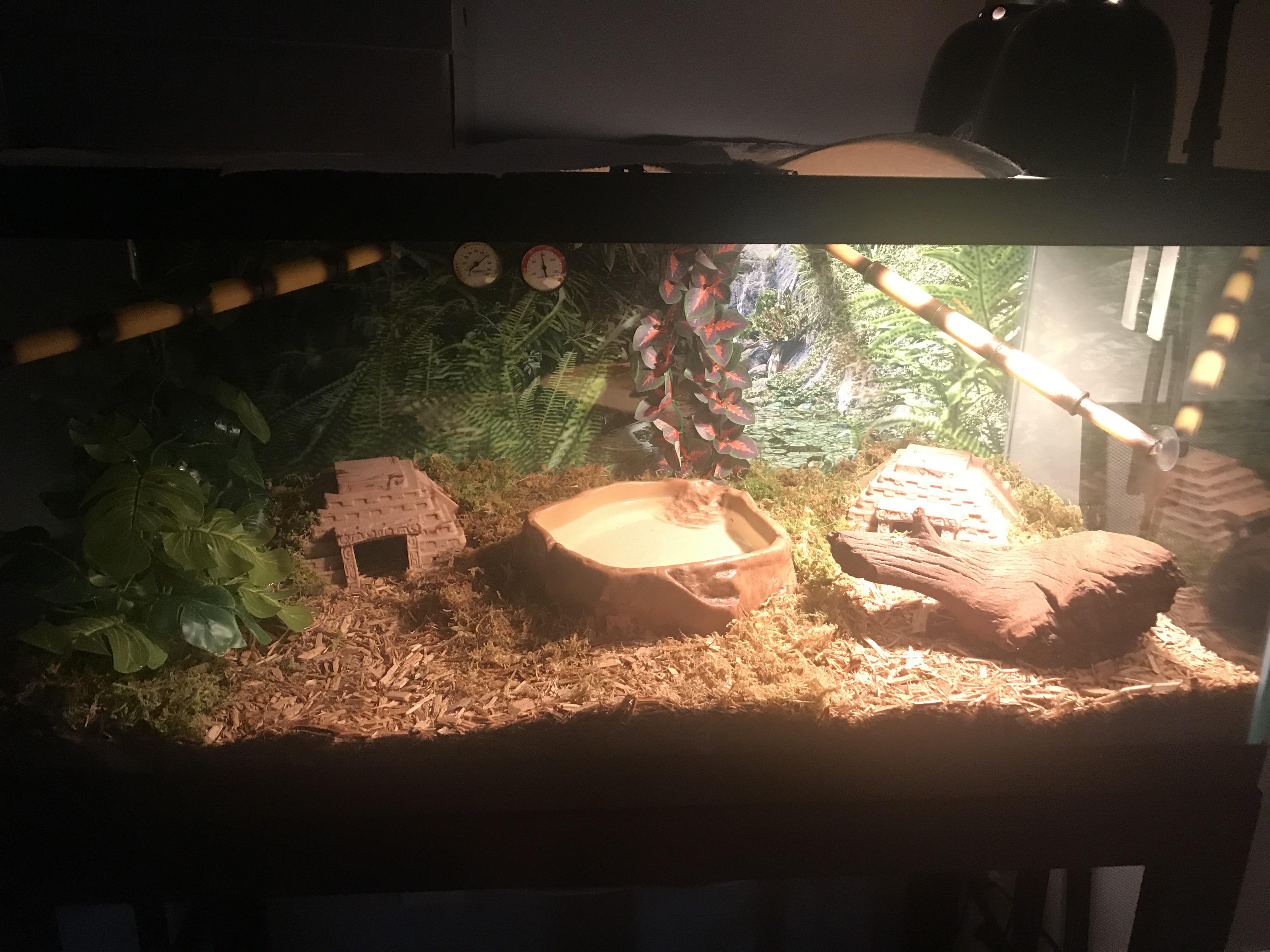 How is my Ball Python cage setup? r/snakes