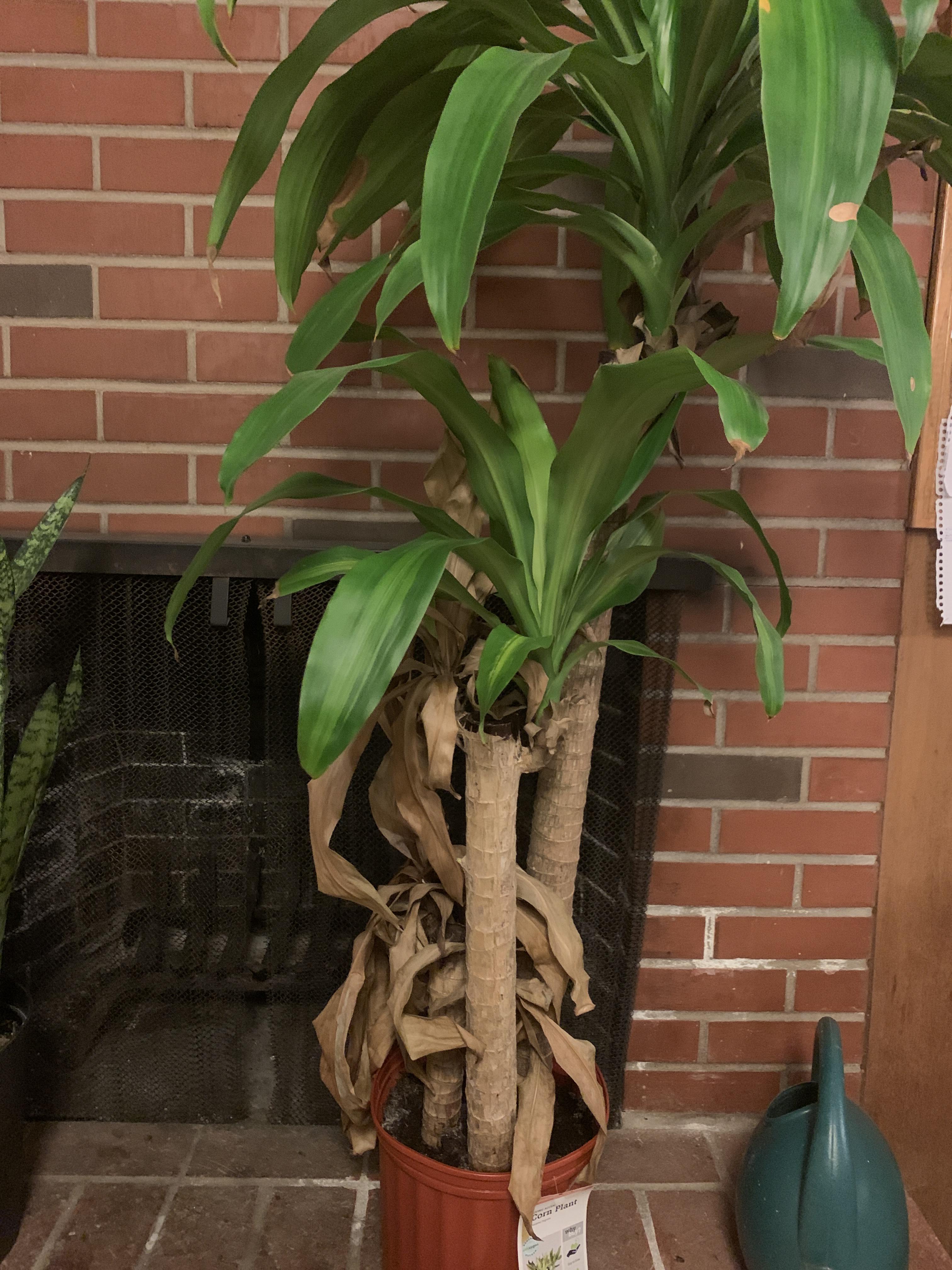 Is my corn plant dying, if so, how can I resurrect? r/plants