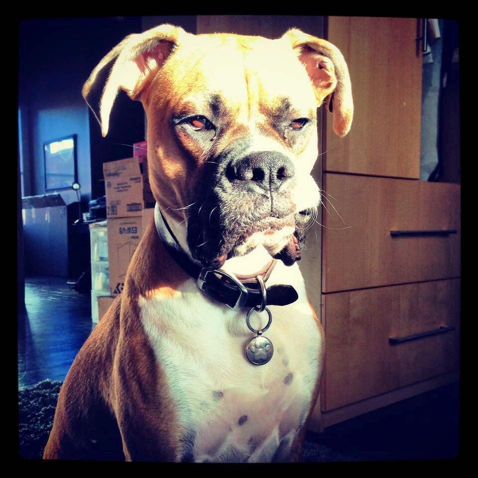 My alarm clock r/dogpictures