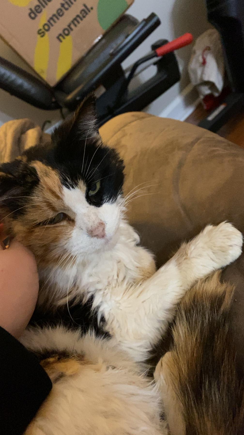 Does the pet smart groomer take cats who are fiv+ ? r/petsmart