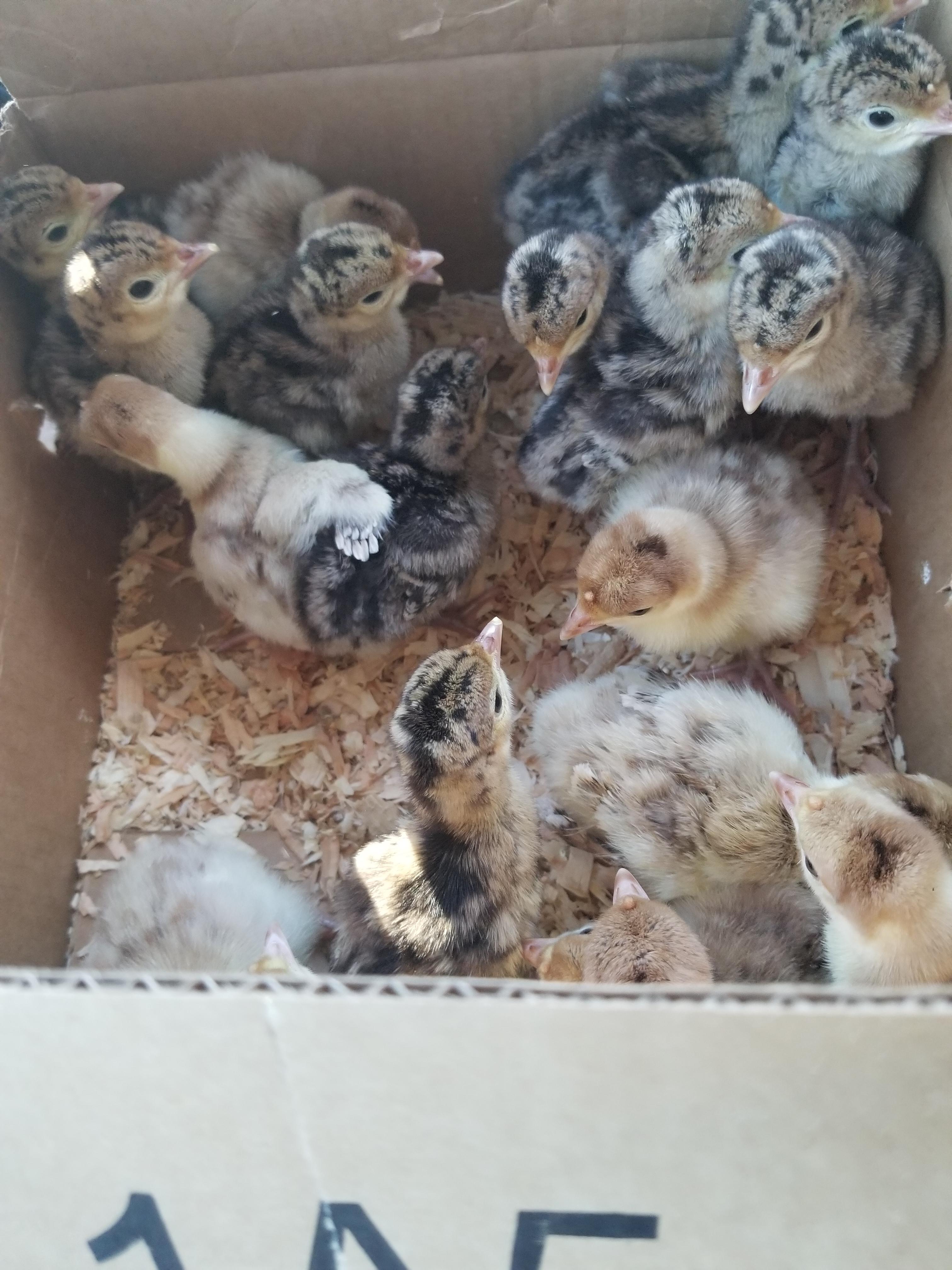 I see your beautiful baby chickens and "raise" you 22 heritage Turkey