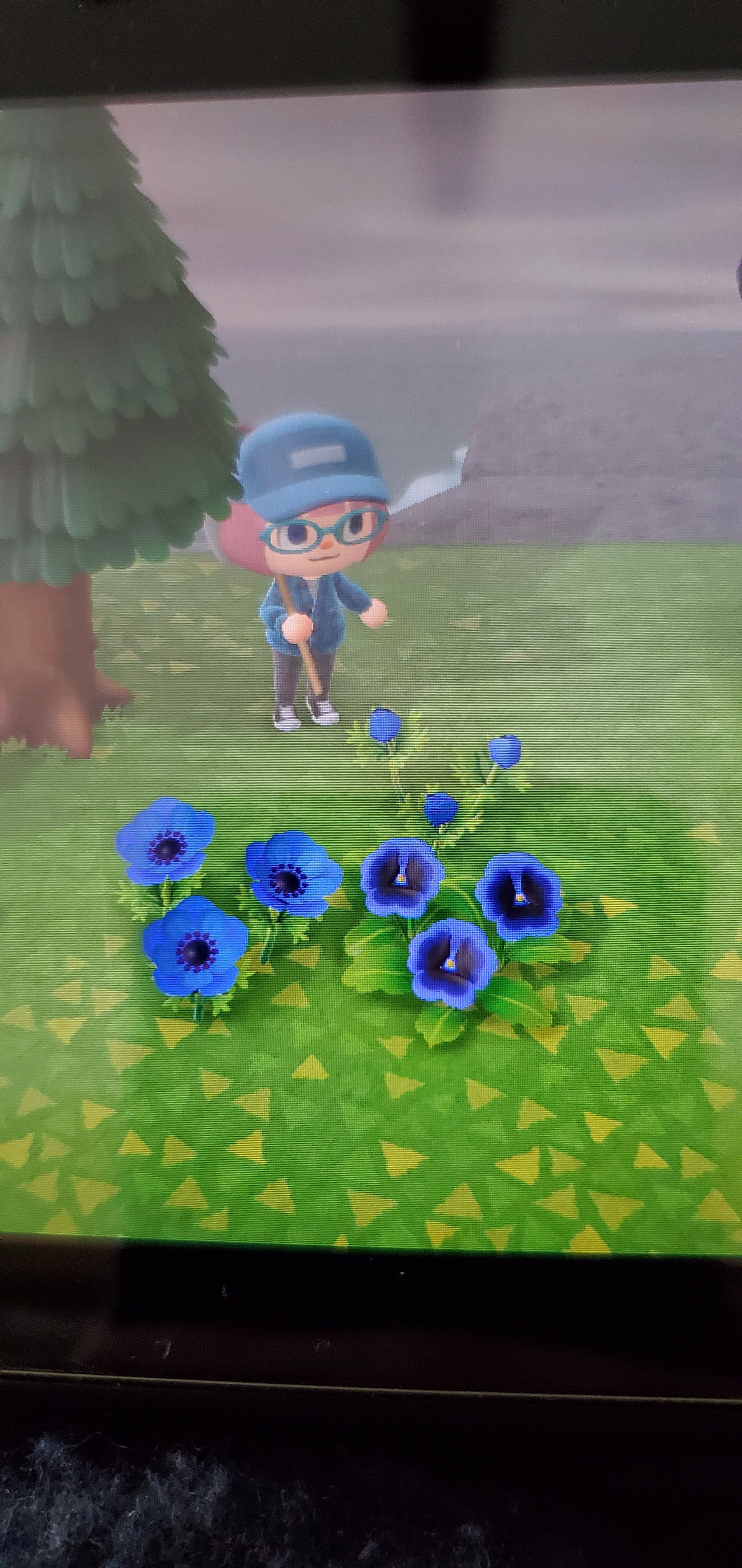 Can you crossbreed different flower species? r/AnimalCrossing
