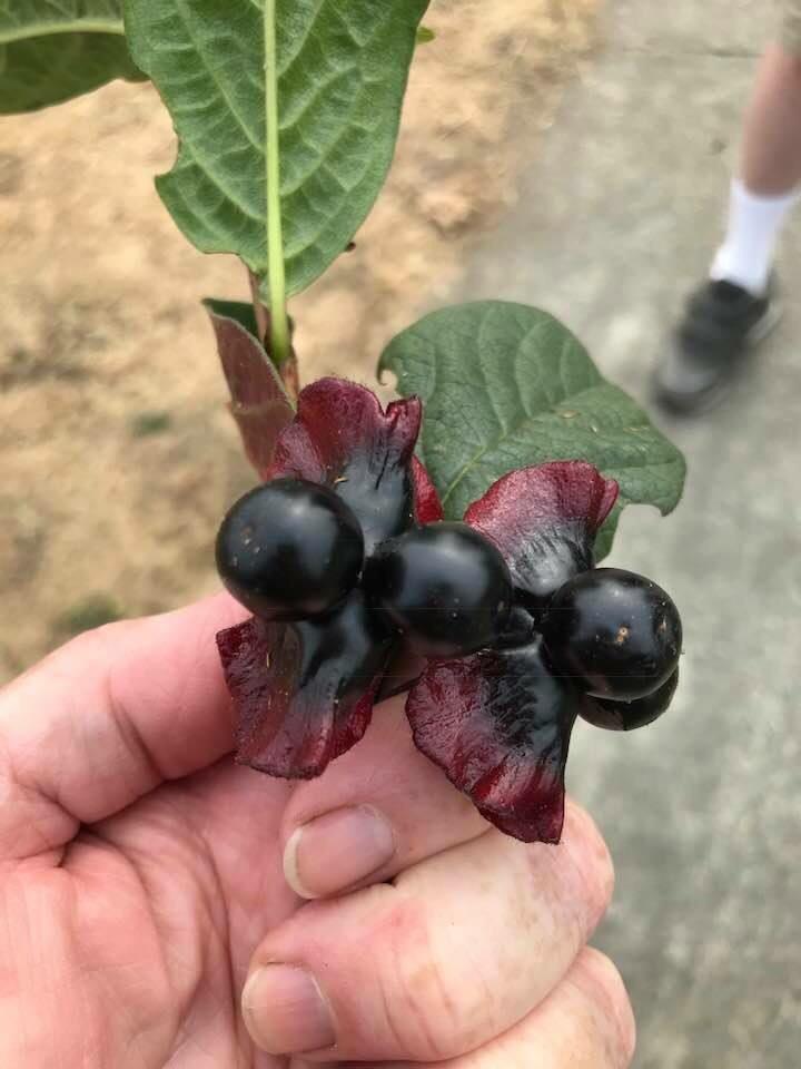 Berries seen near coast in Southern Oregon r/whatsthisplant