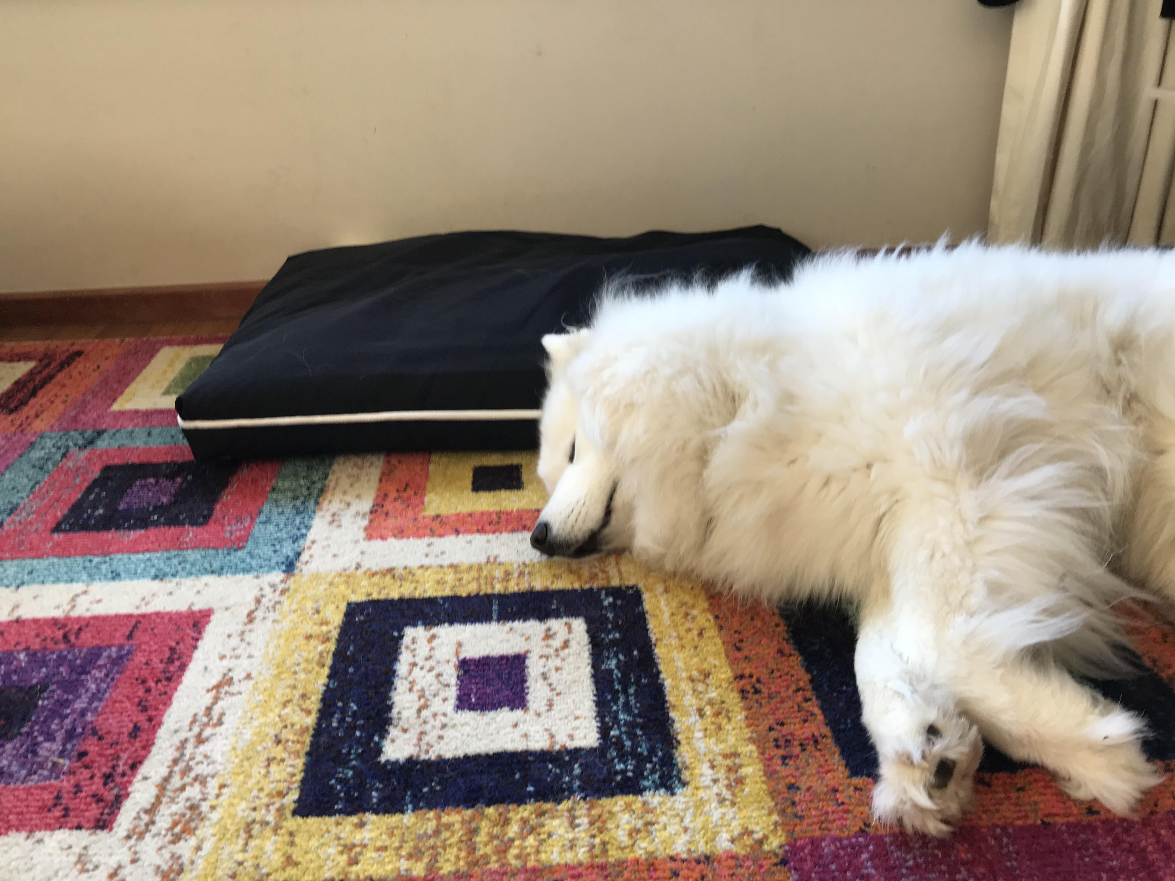 Not too keen on the pet bed 🛌! Any other Samoyed friends know this too