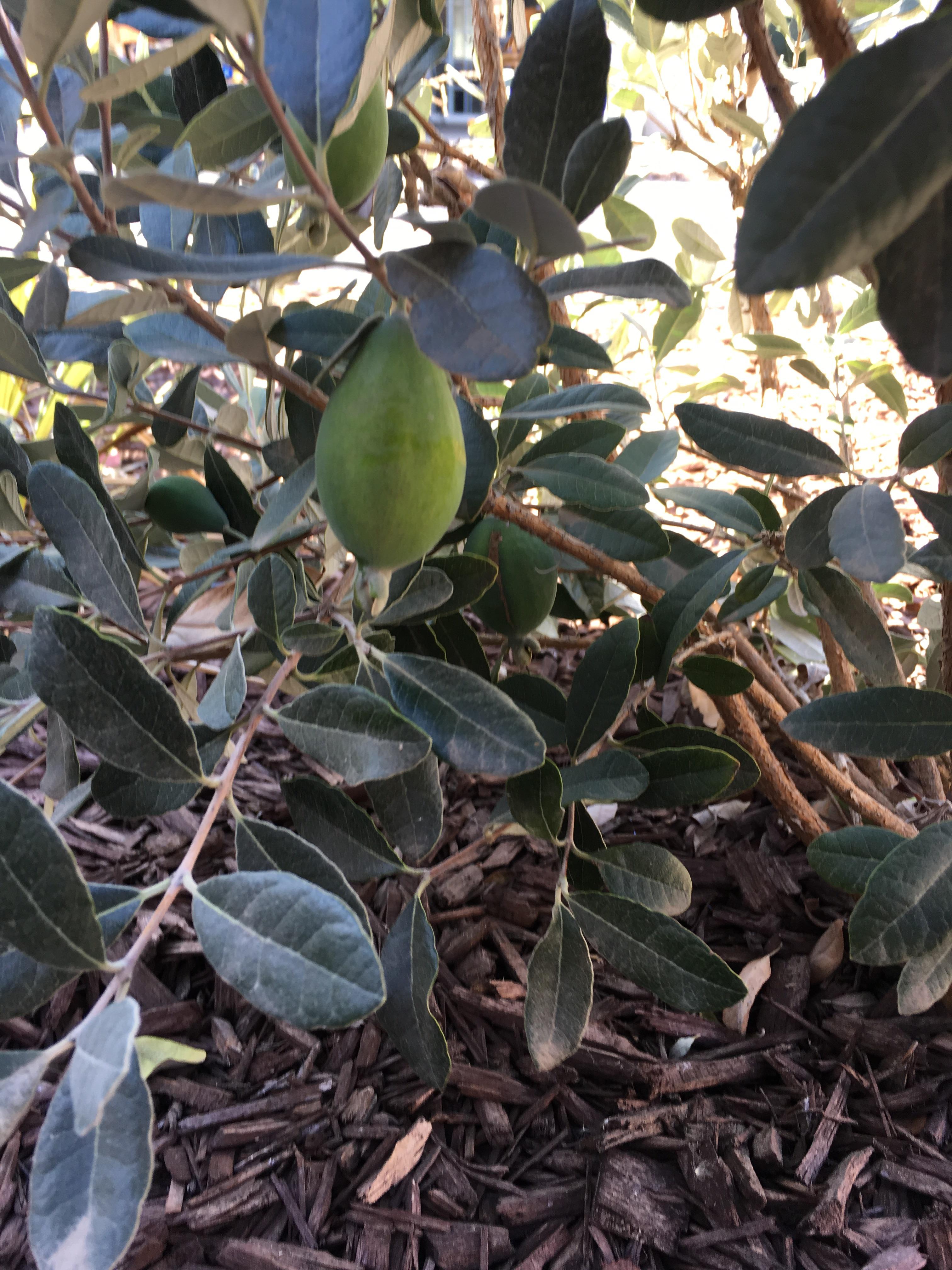 Backyard bush with green fruit Central coast, California r/whatsthisplant