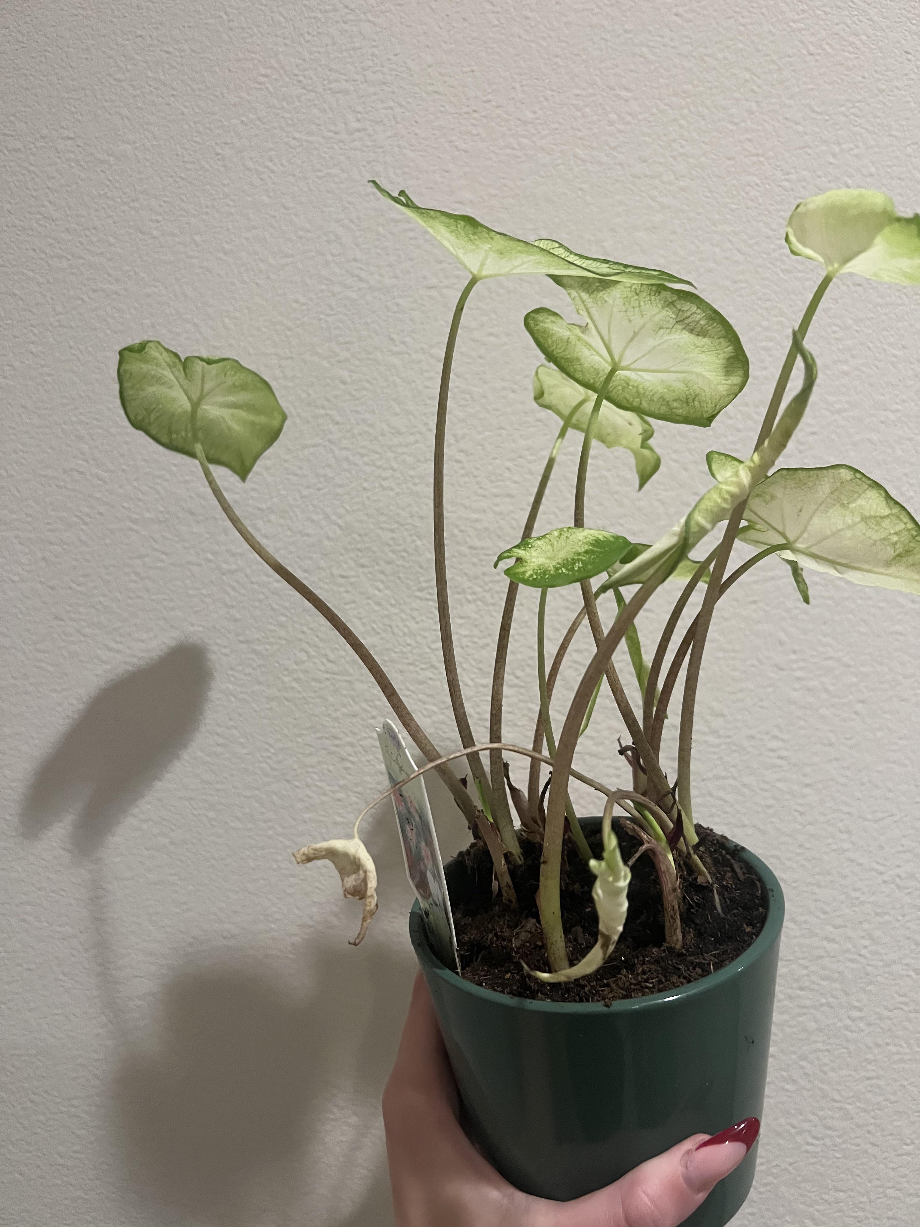 angel wings help! why are those two leaves droopy? i got the plant like