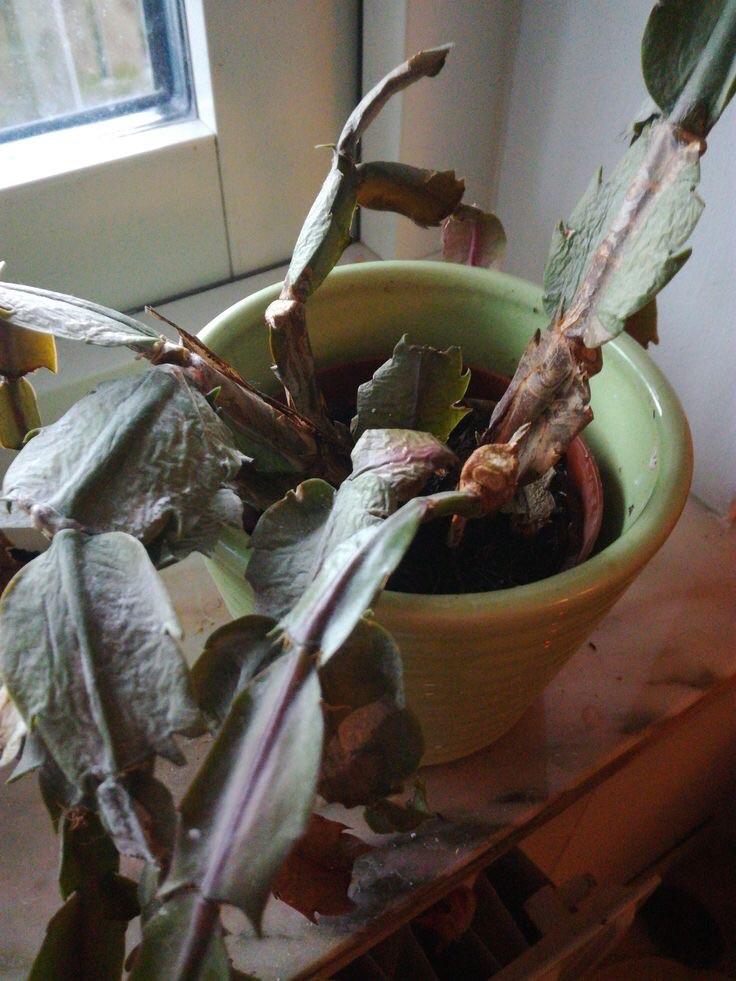Any ideas on how to make my plant grow healthier?…. r/plantclinic