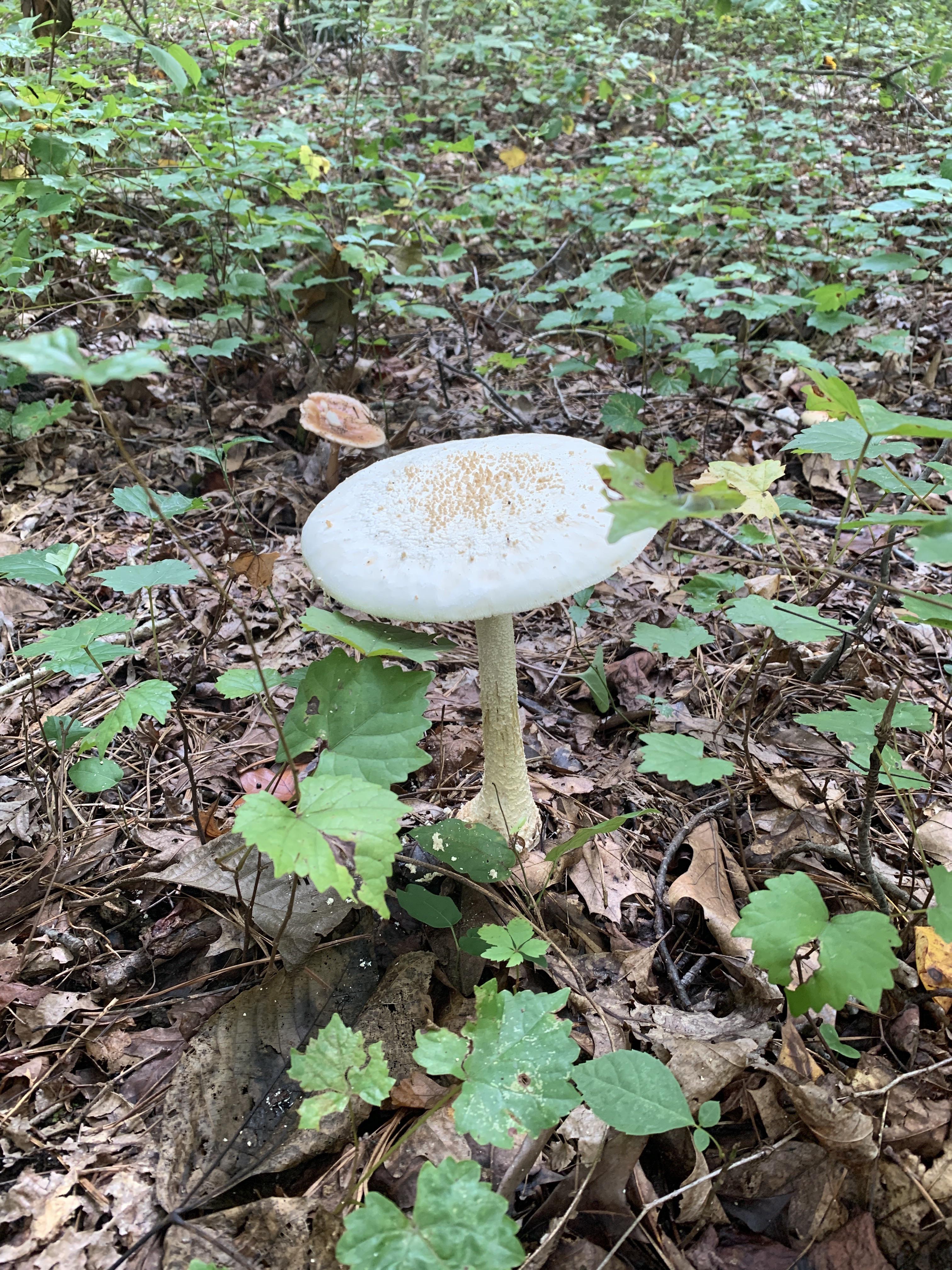 Eastern North American Destroying Angel! SE, Atlanta, GA. r/foraging