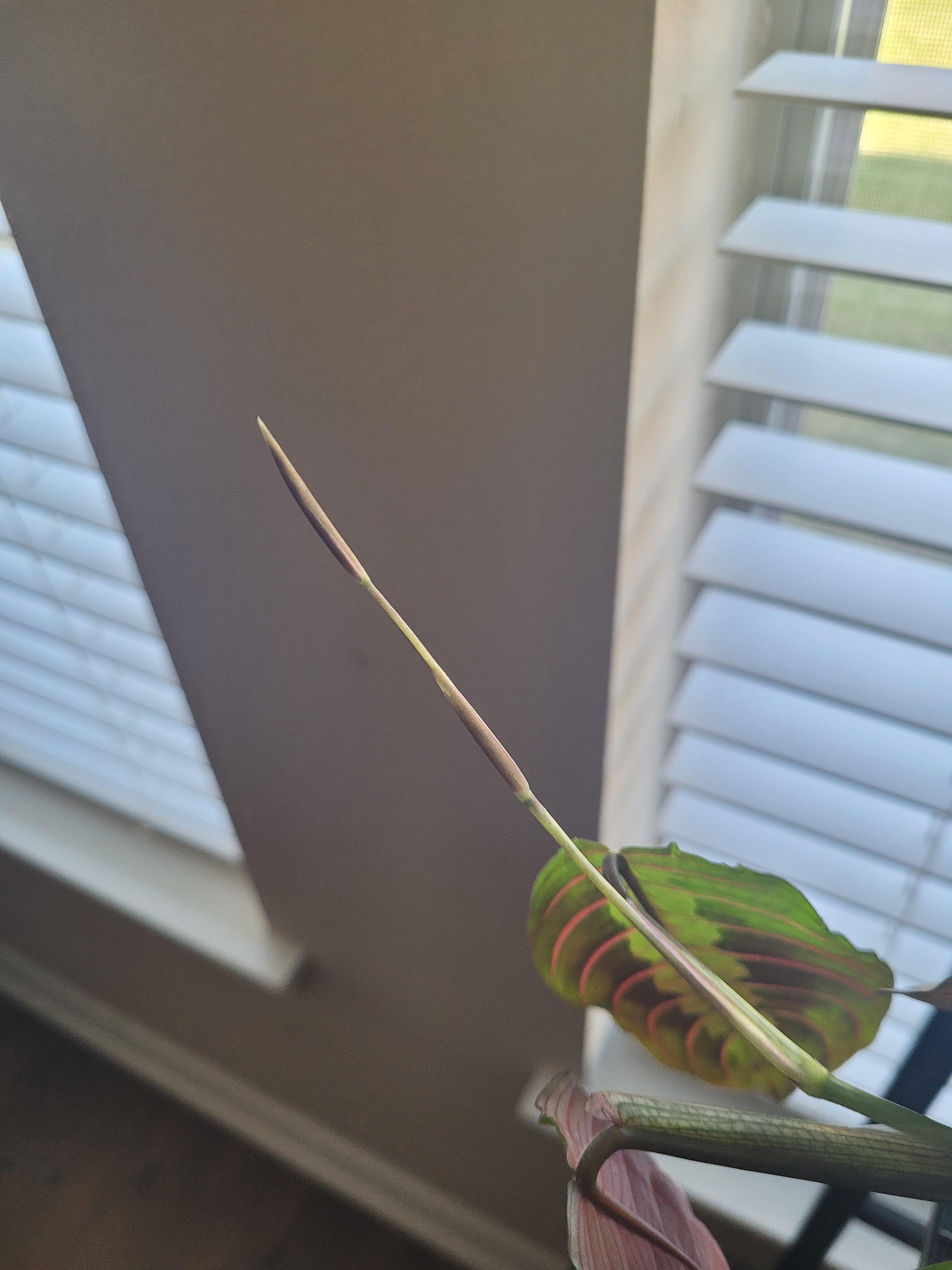 What is this??... Do prayer plants bloom? r/houseplants