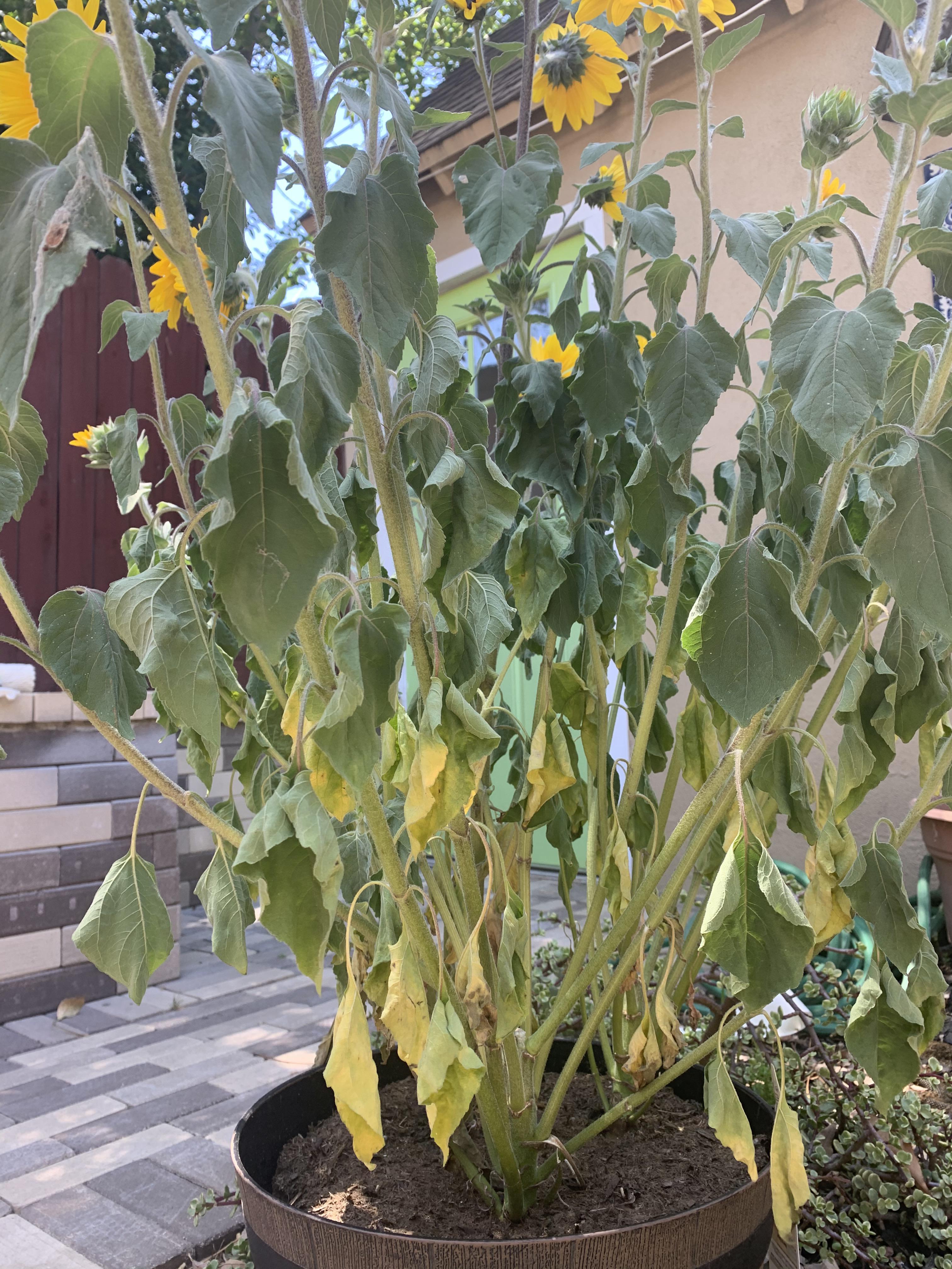 Help! Is my sunflower dying? Outside with plenty of light in a pot. The