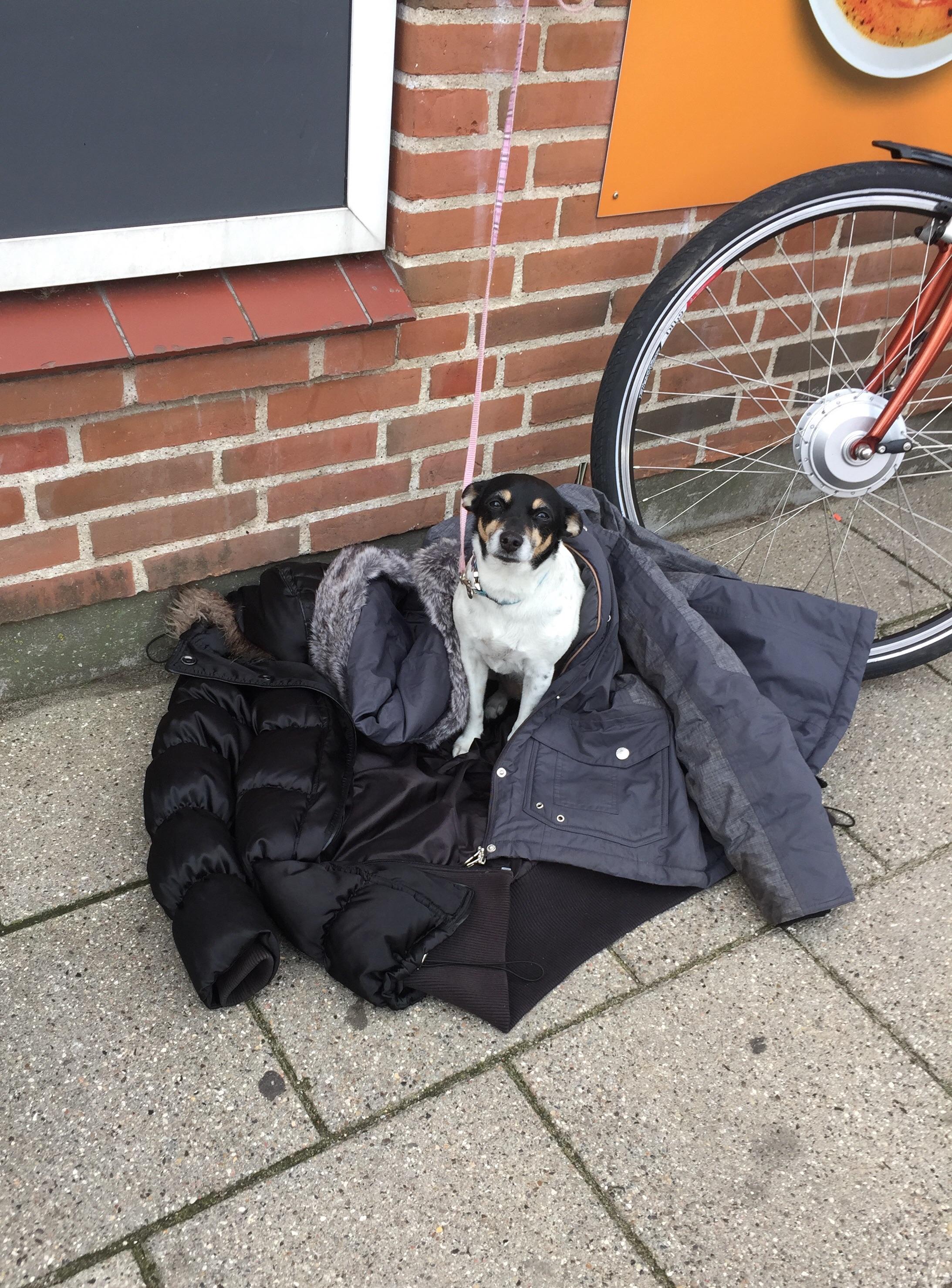 The kids walking this dog didn’t want her to freeze while they shop
