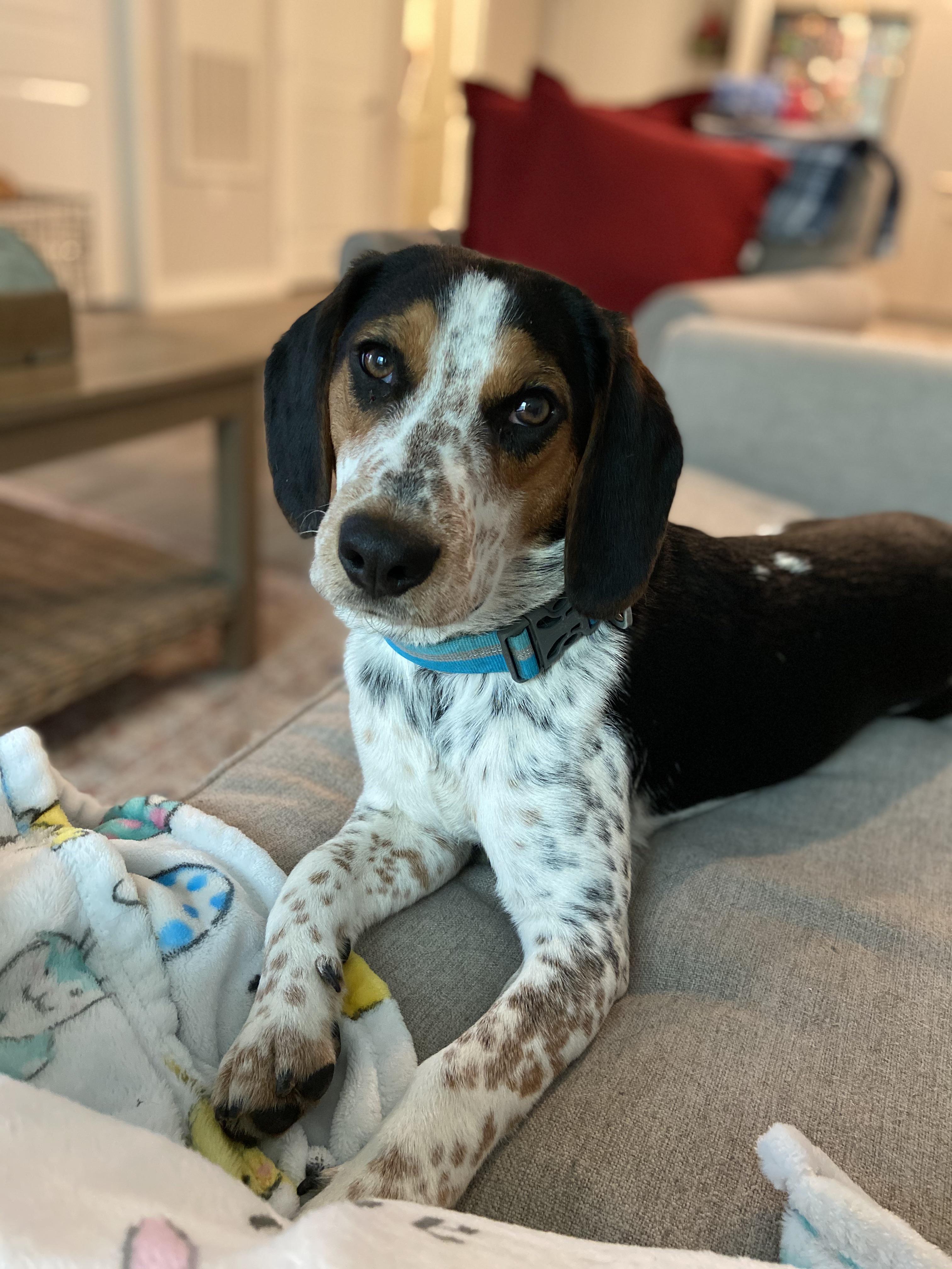 Gus. 8 months. Likes bullys, boiled chicken, loud toys. Dislikes being alone, dad’s pants