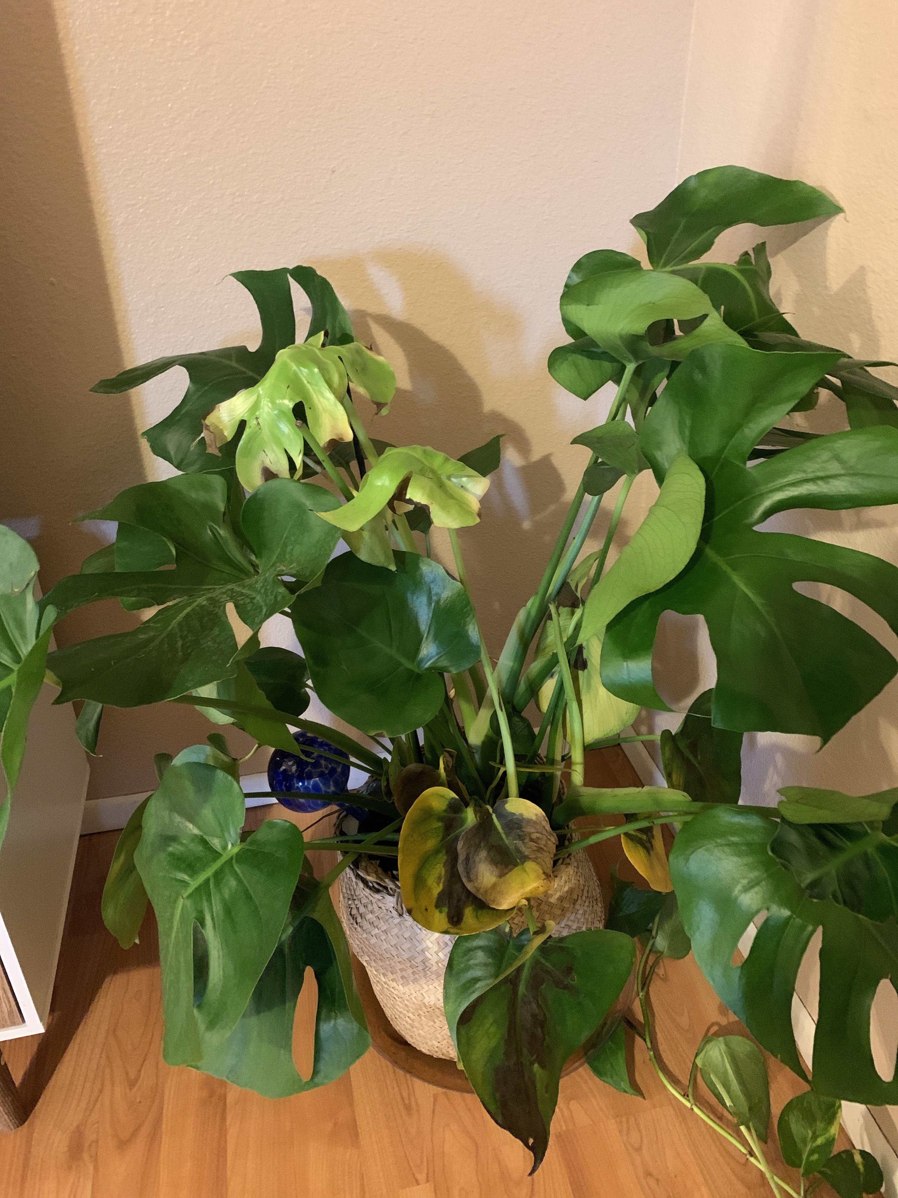 Halp! Dying Swiss cheese plant! Im new to the plant game and need help. House is 8082 degrees