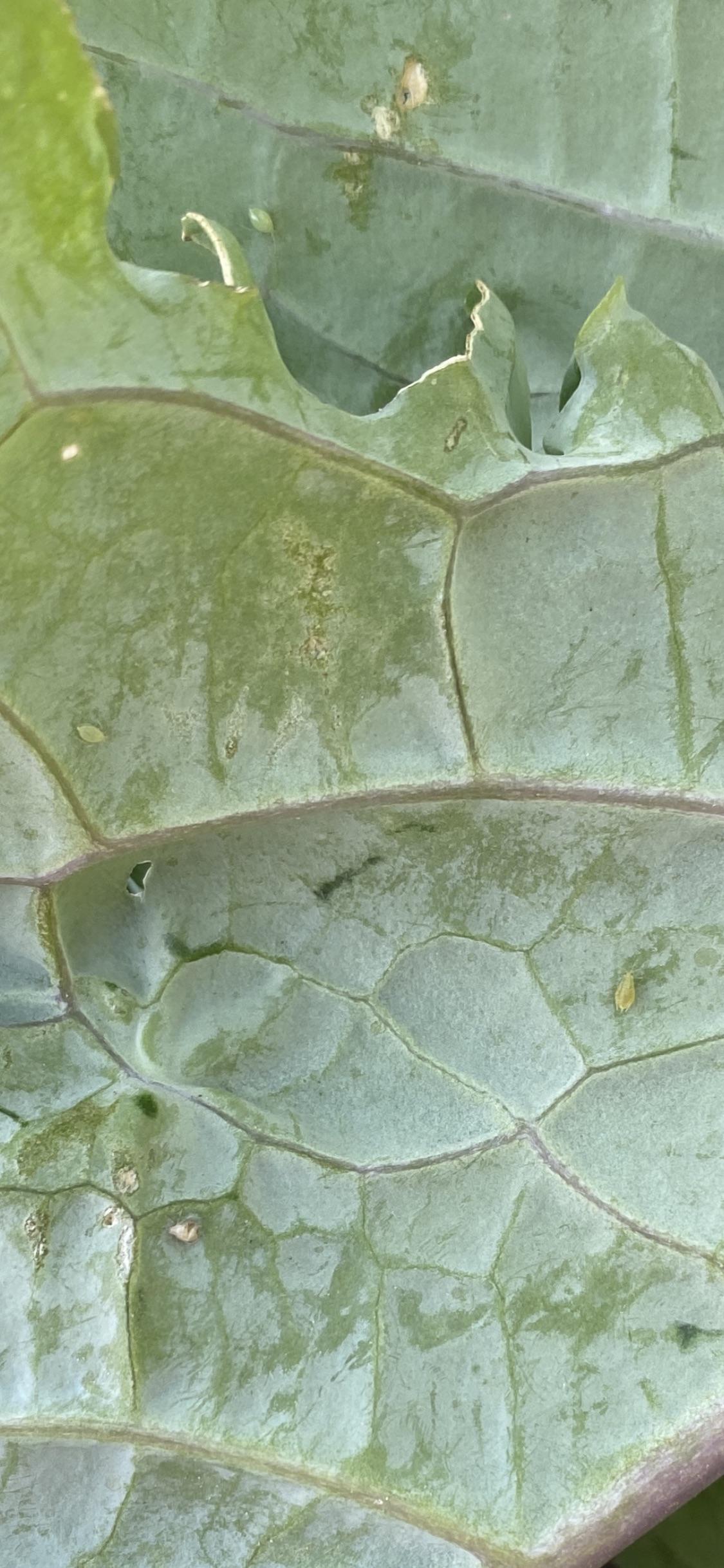 Who is eating my kale? r/plantclinic
