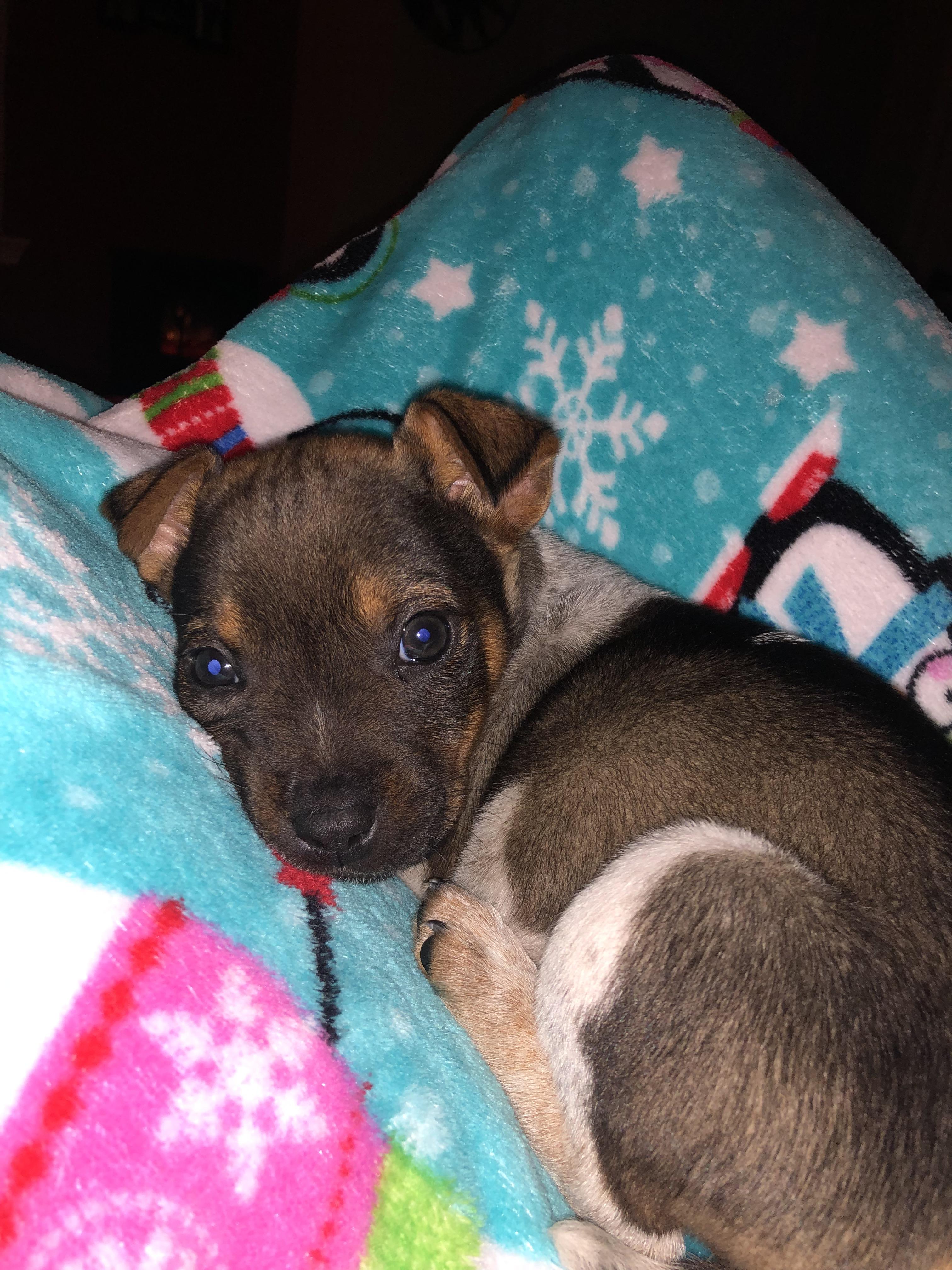 home Bucee! r/dogpictures