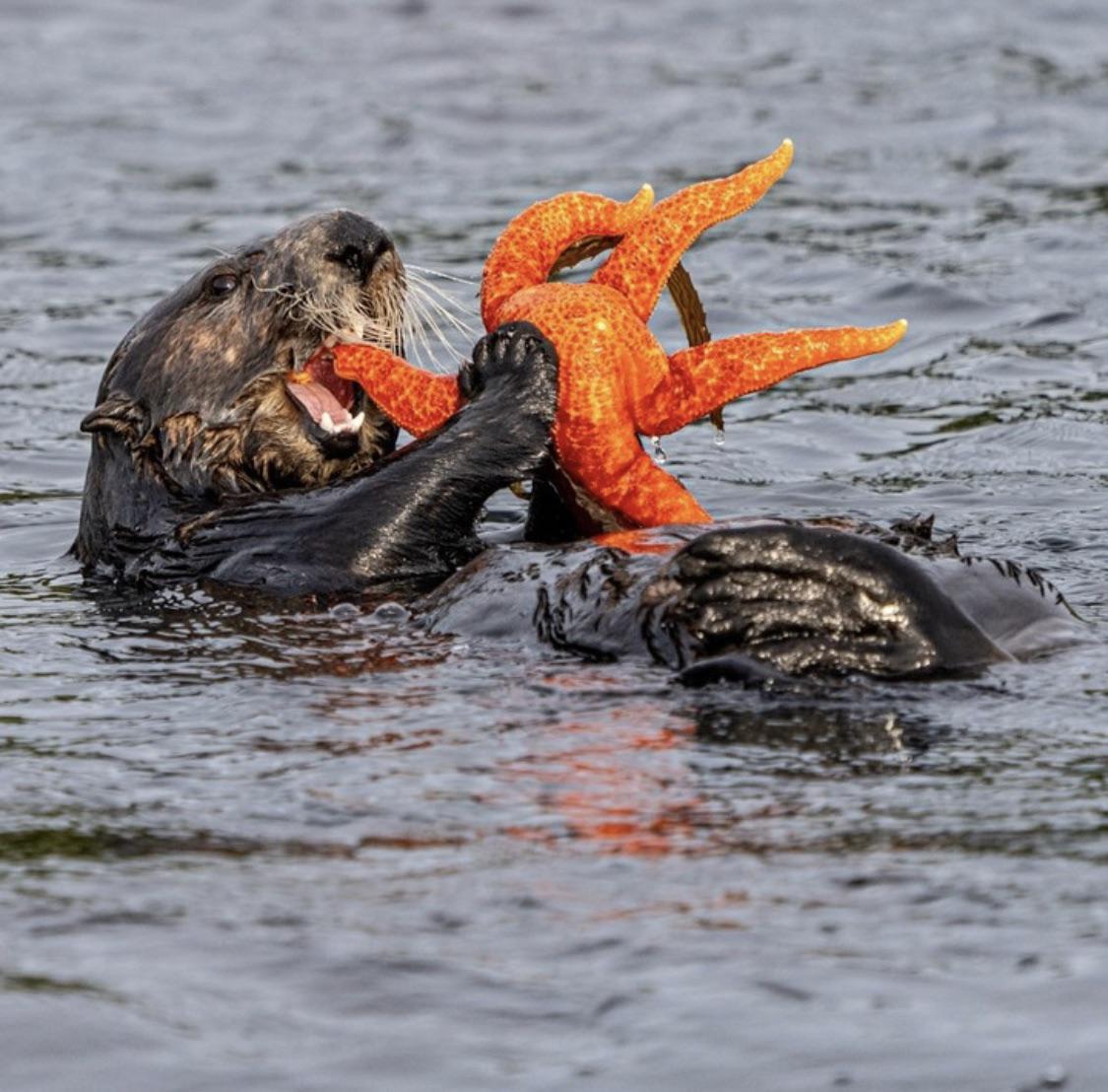 Sea otter casually eating a giant starfish alive r/natureismetal