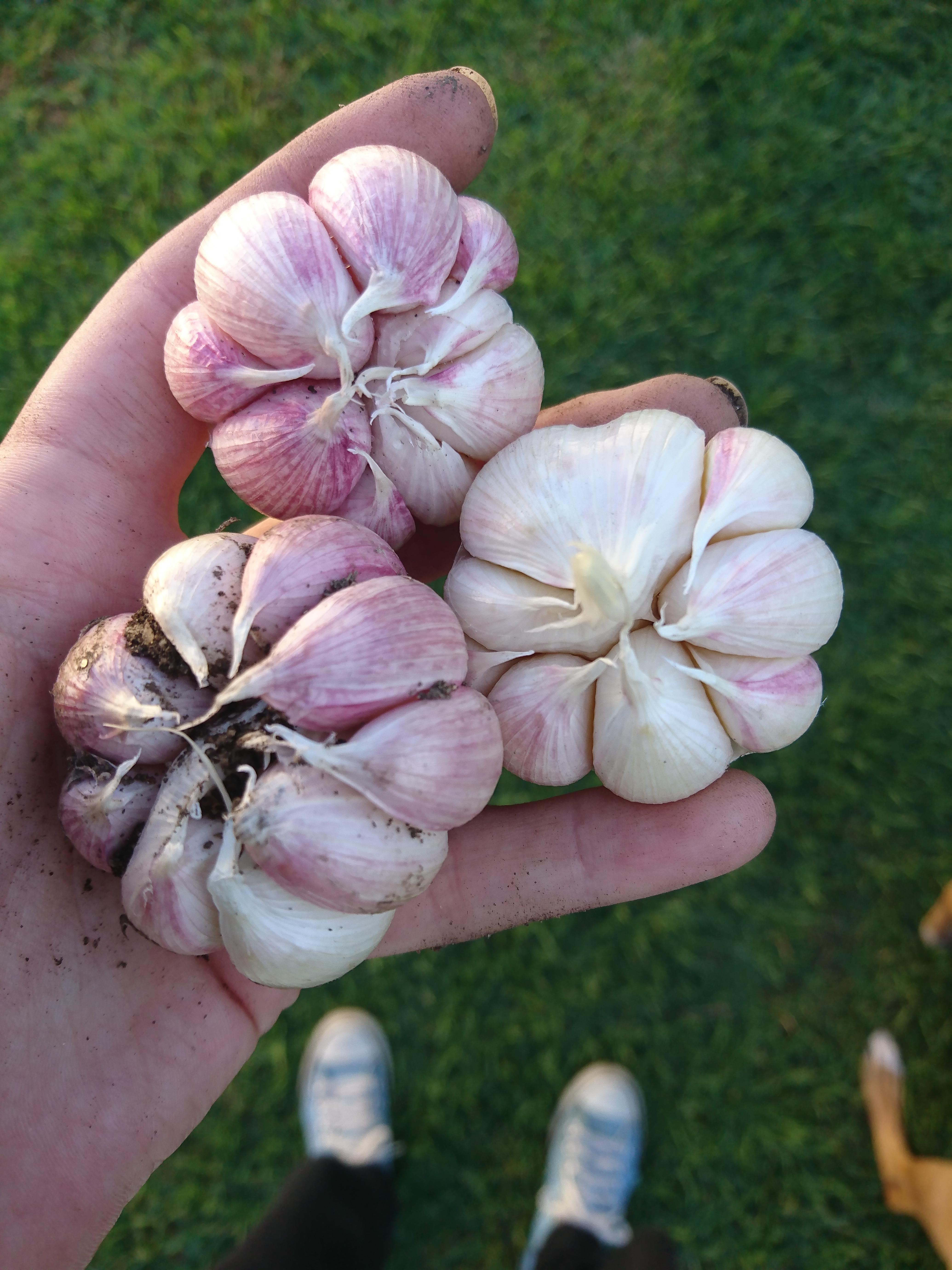 Garlic harvest! r/gardening