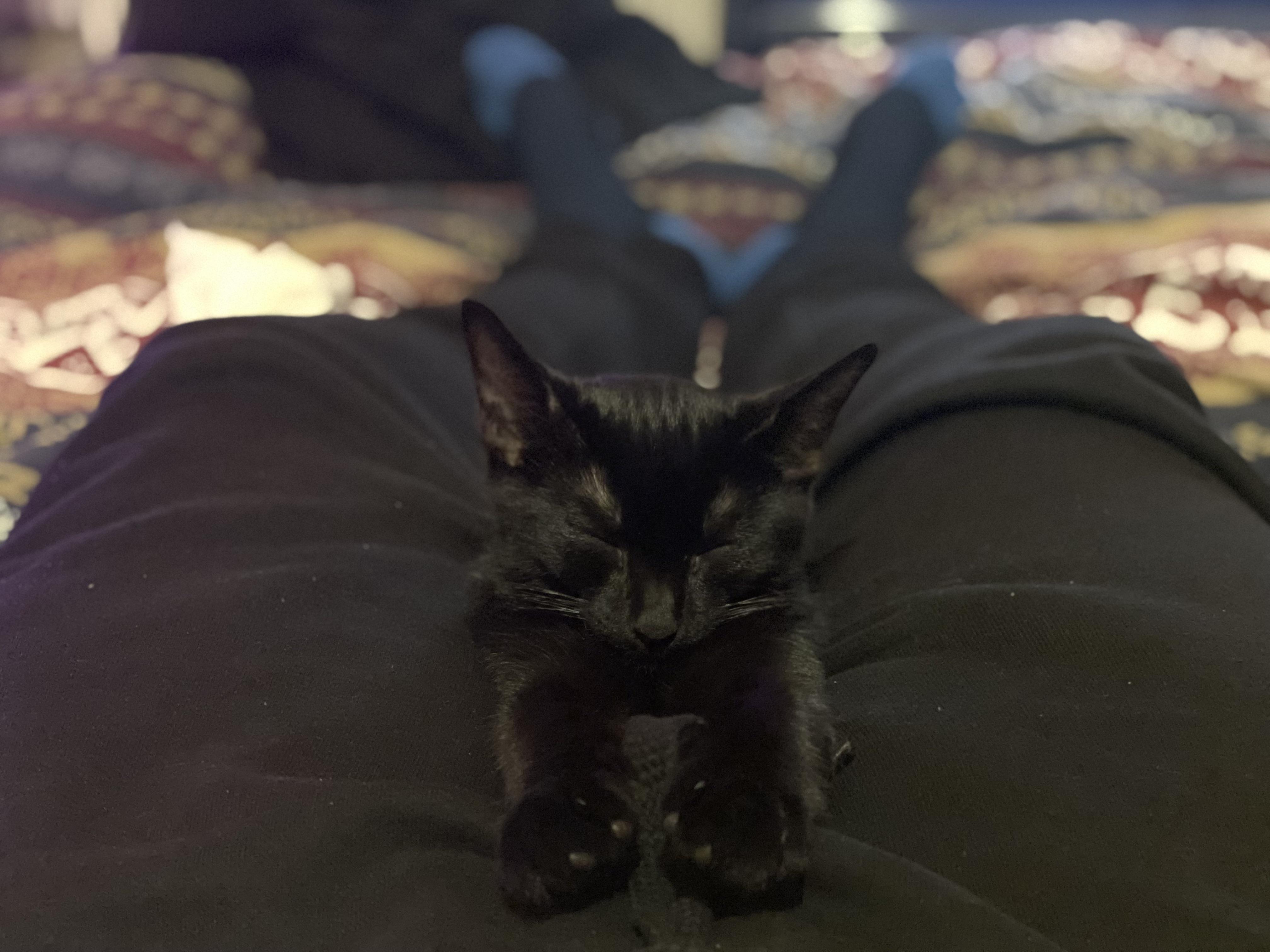 481 best Cat Daddy images on Pholder Cats, Blackcats and Catsmirin