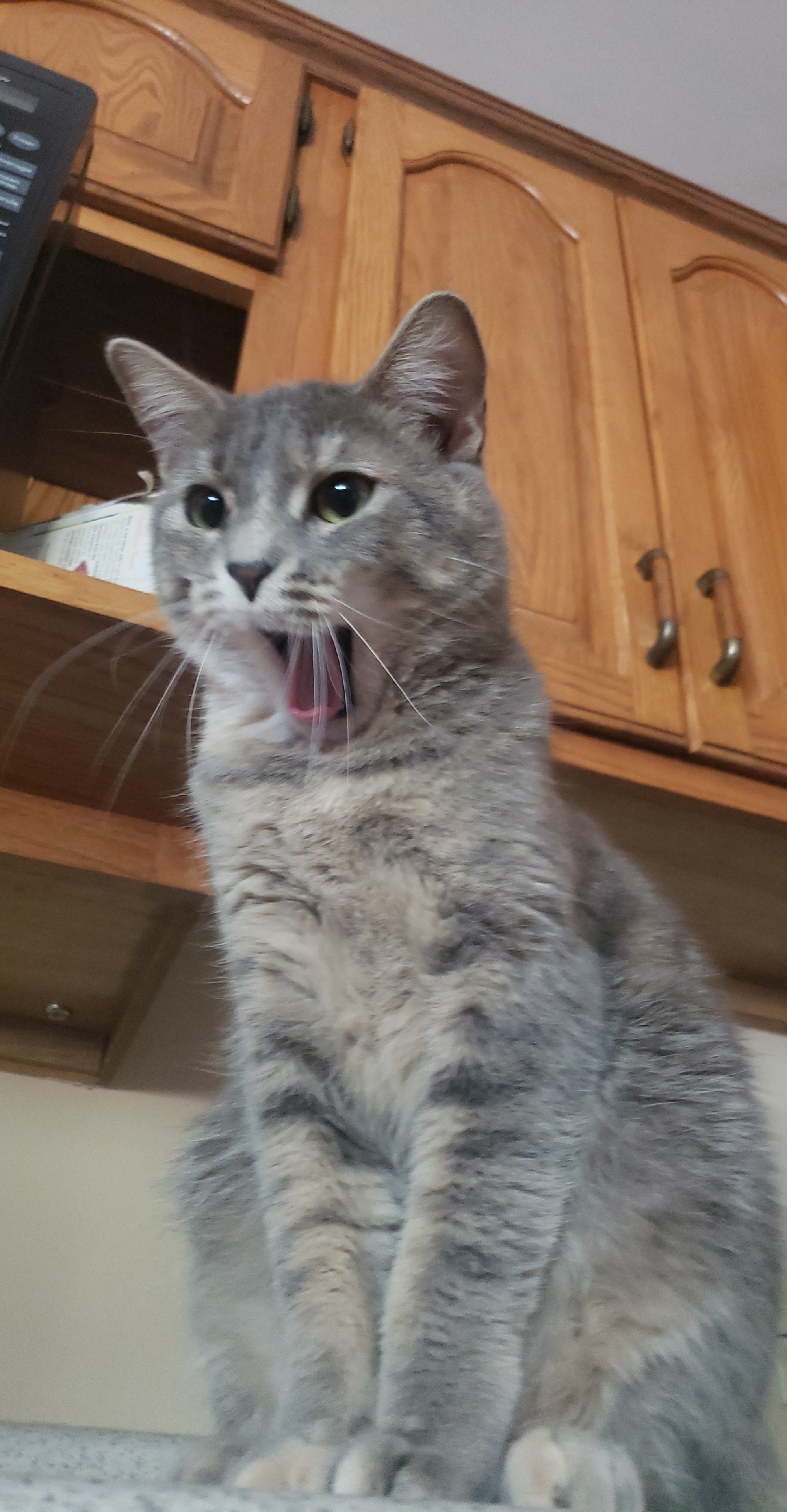 Should I get a second cat?? She is 2 years old, buddies with my pit