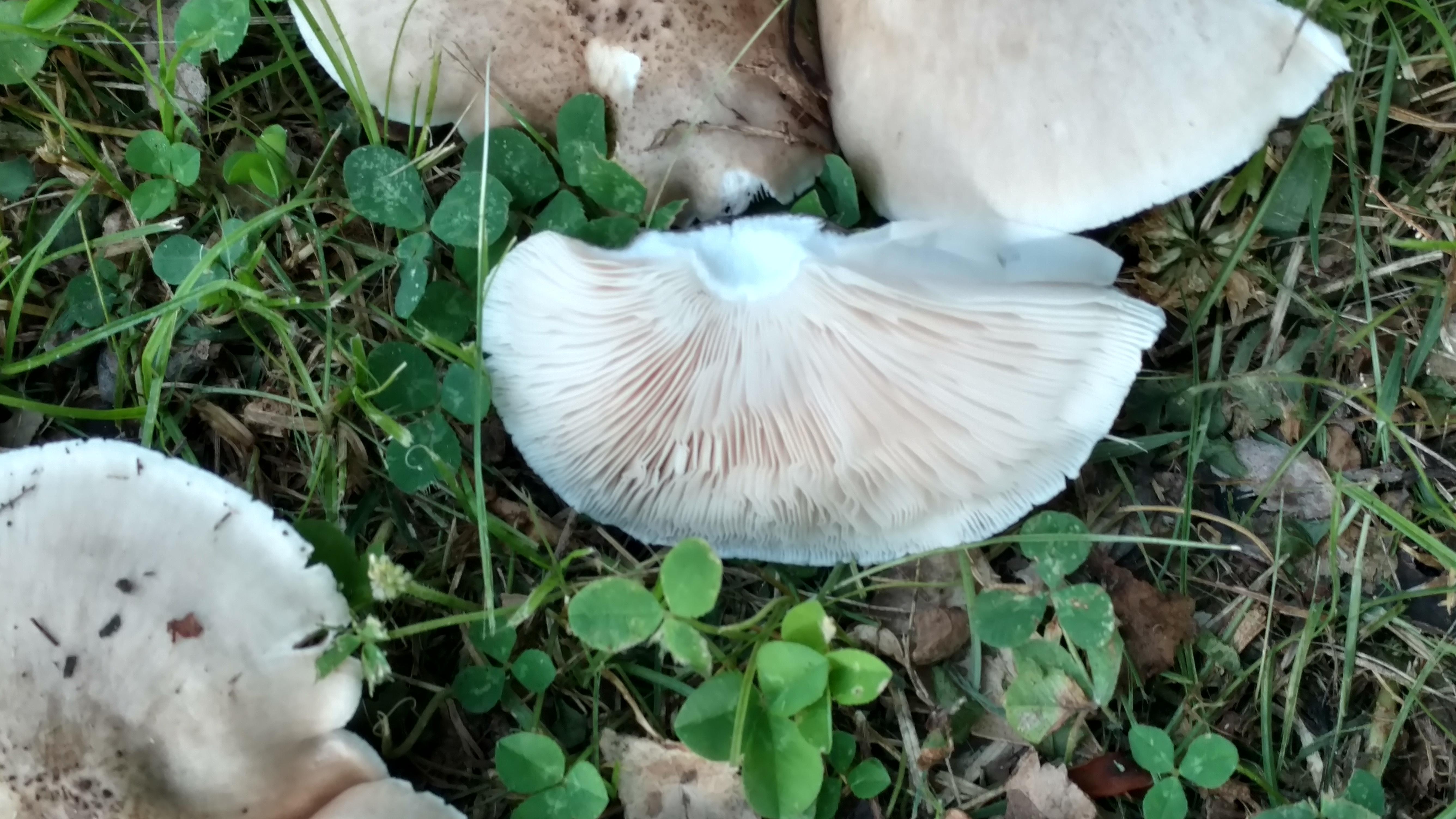 Anyone? In a yard in Knoxville Tennessee r/mushroom_hunting