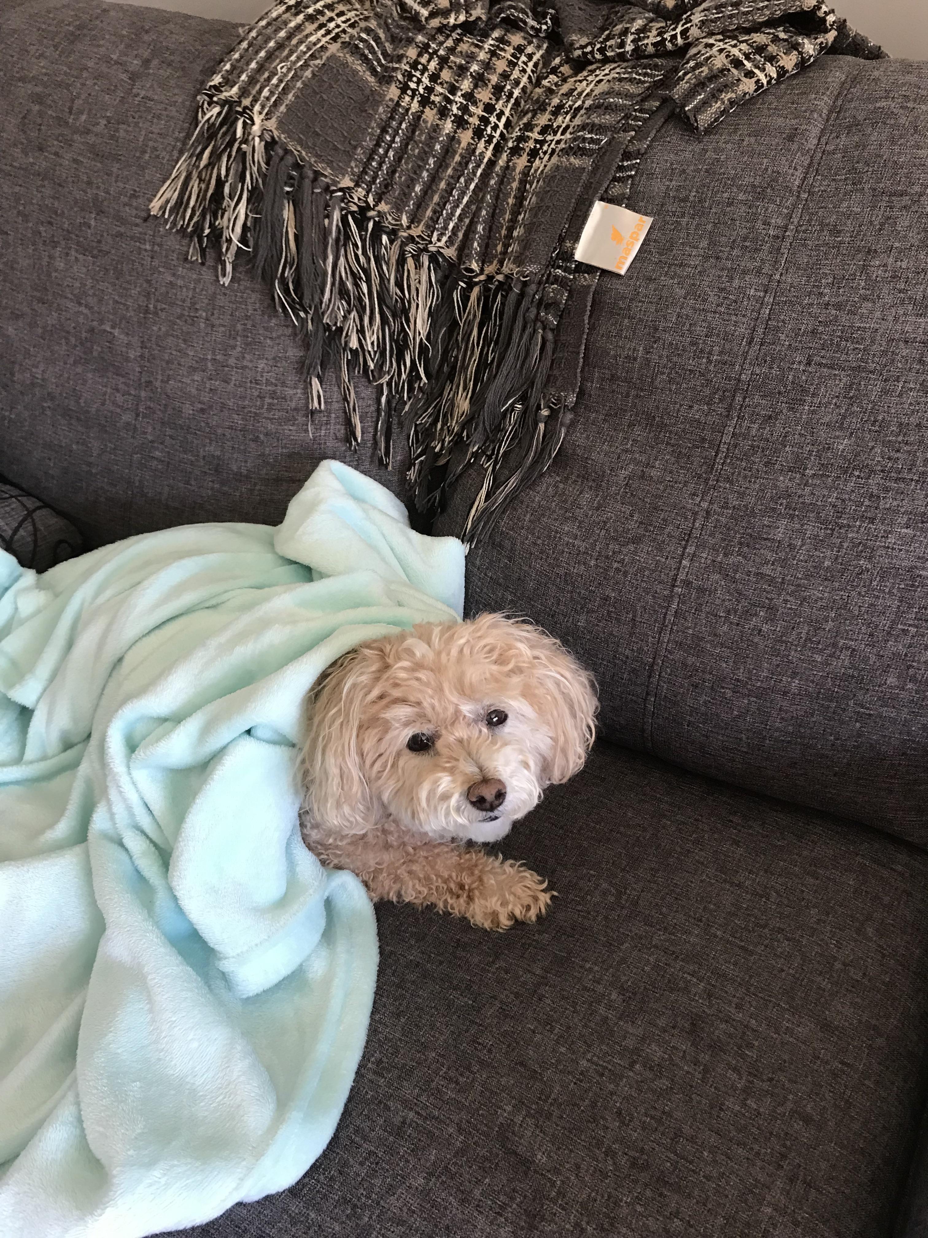 I took this picture with my dog with my blanket on her. r/Awww