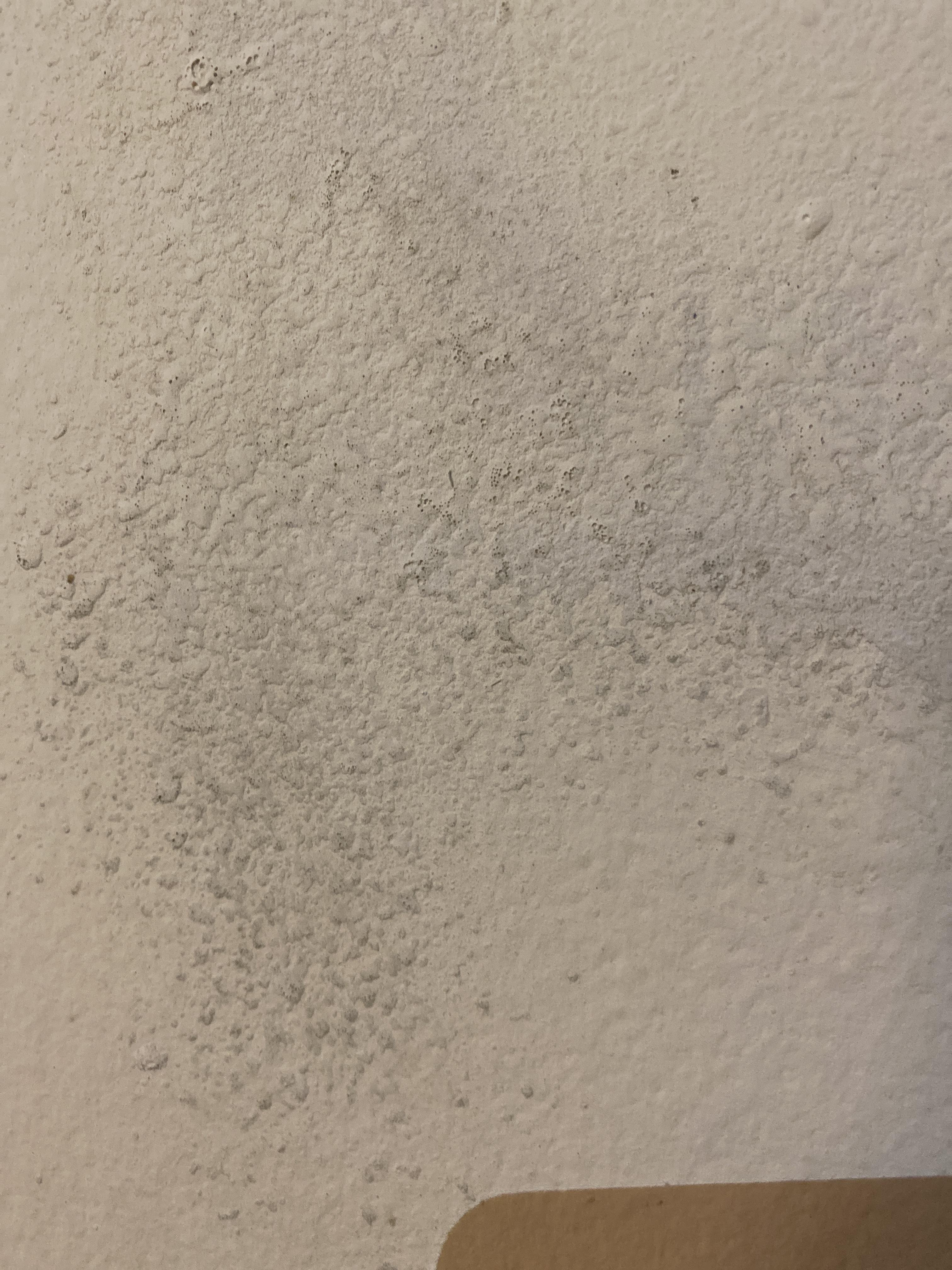 I have this foamy looking mold growing on my block wall. Every time it