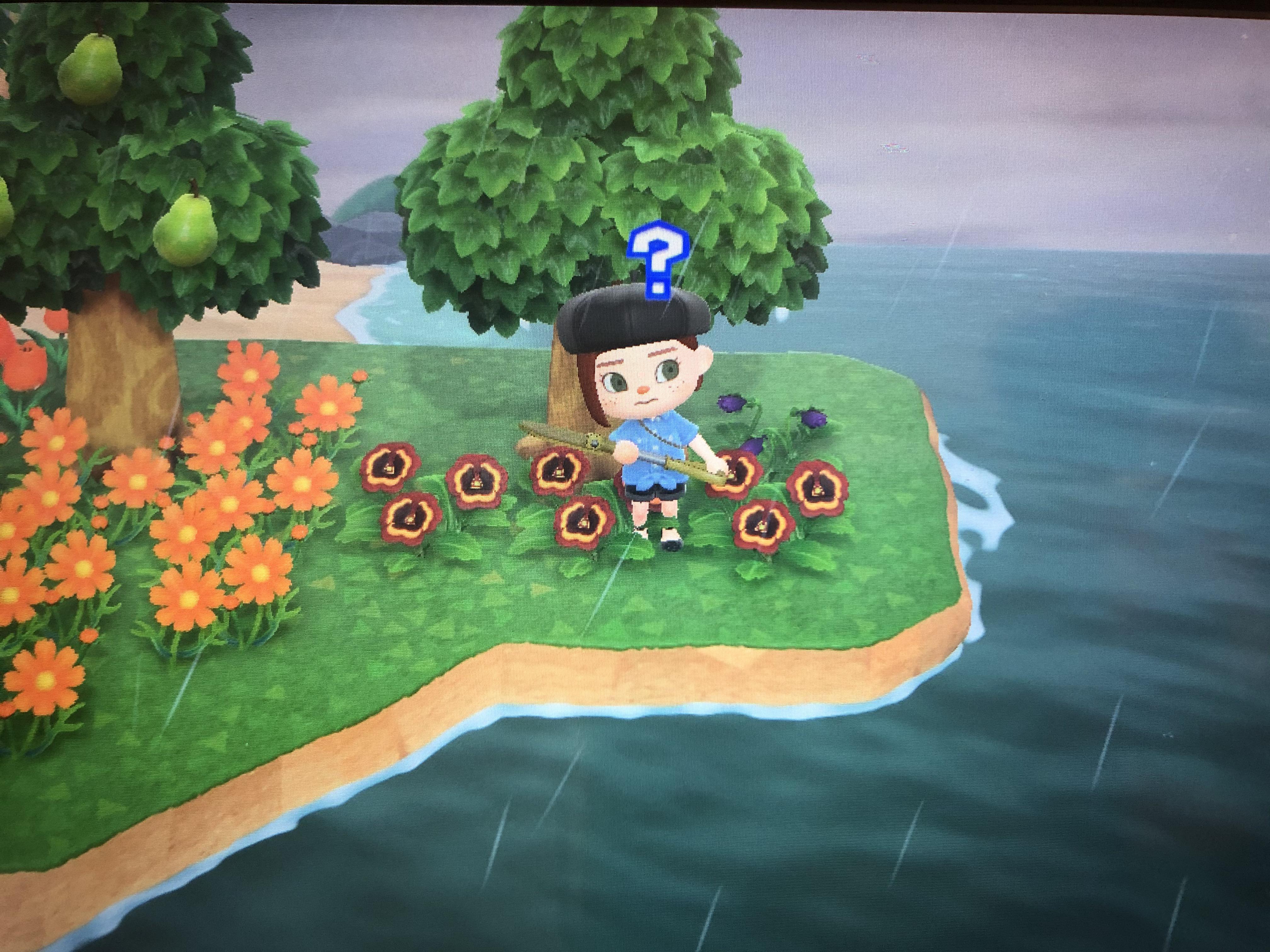 So excited I got my first purple pansy today! But they came from orange pansies? Didn't know