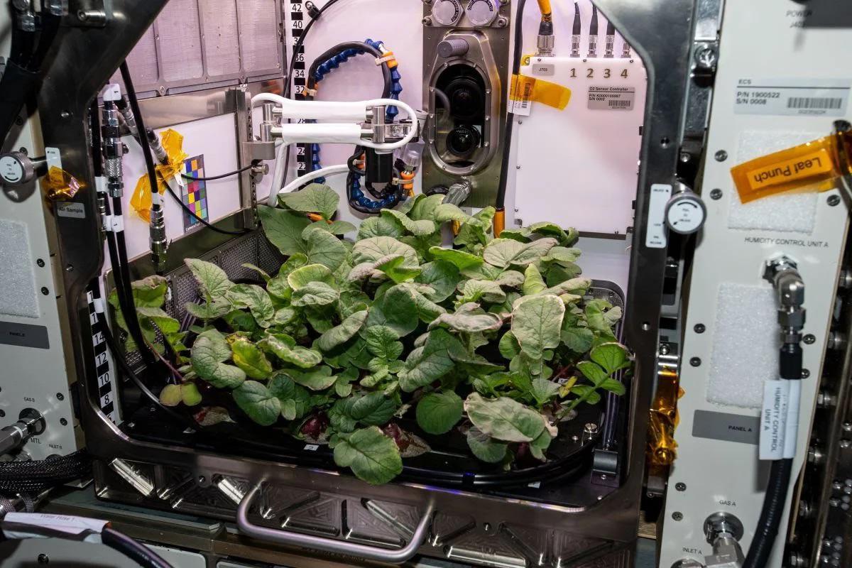 NASA astronaut Kate Rubins grew the space radishes as part of an