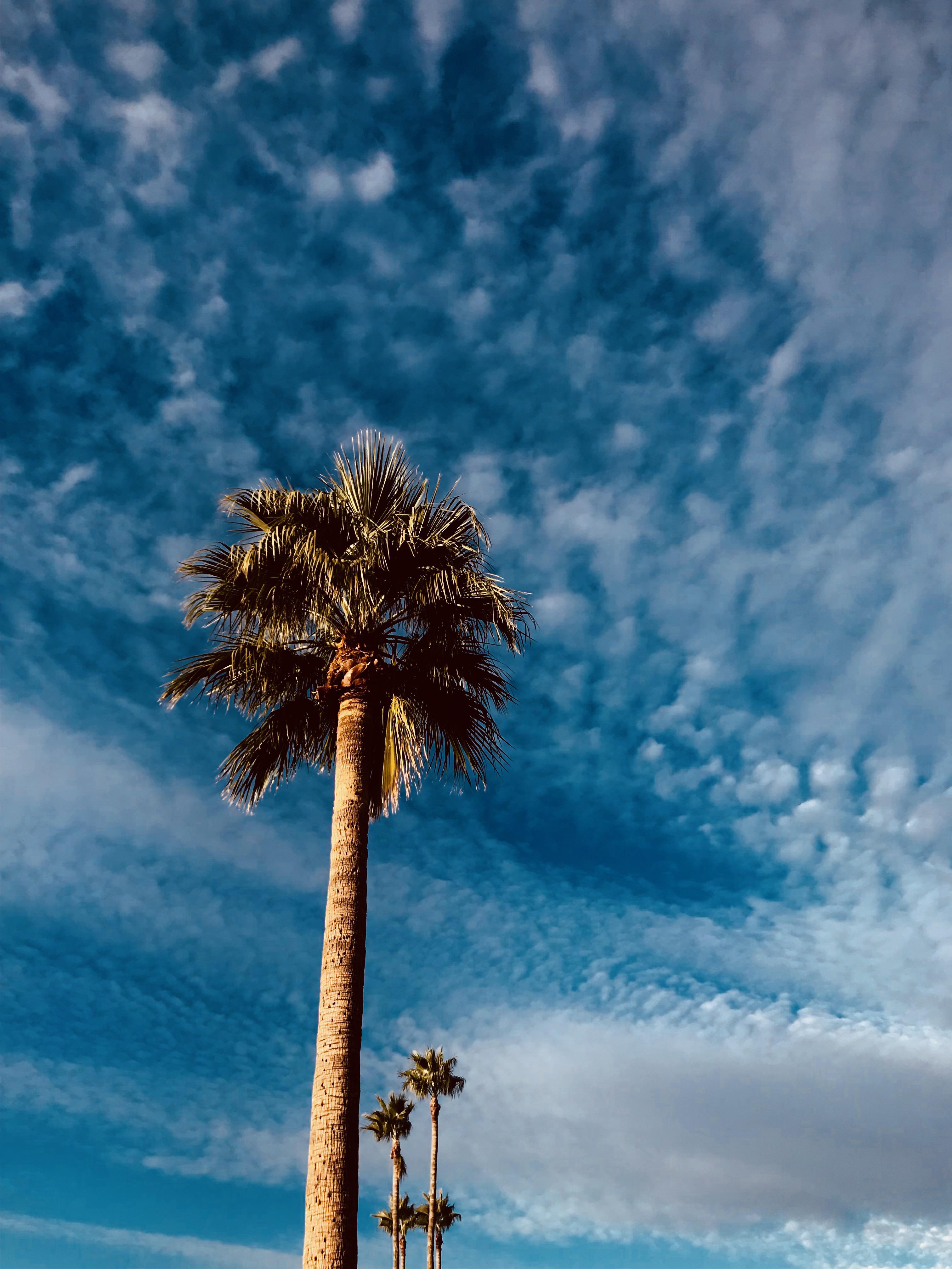 Arizona Palm Trees r/iphoneWallpaper