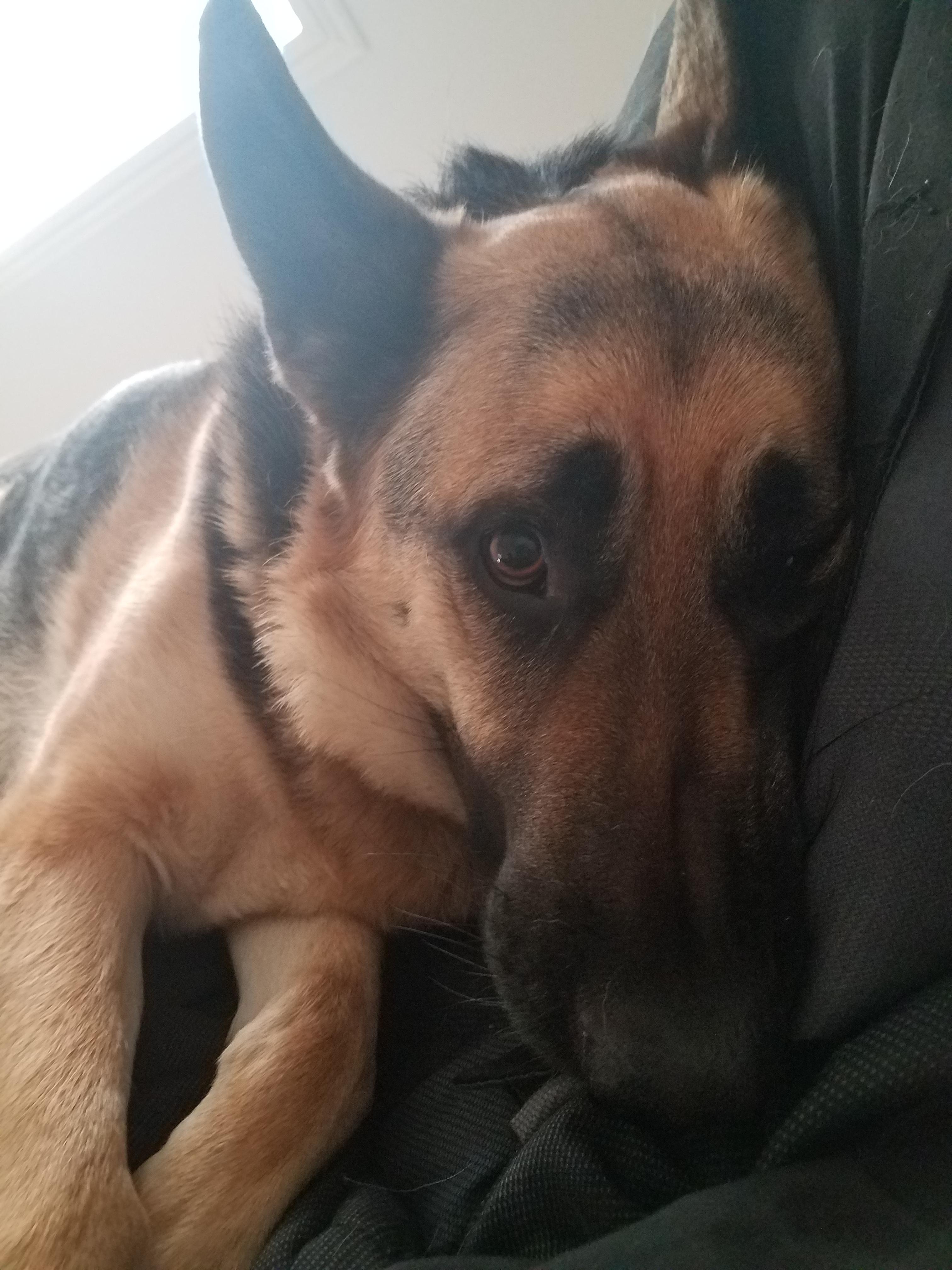 I've started allowing him on the bed, so this is what I wake up to every morning r/aww