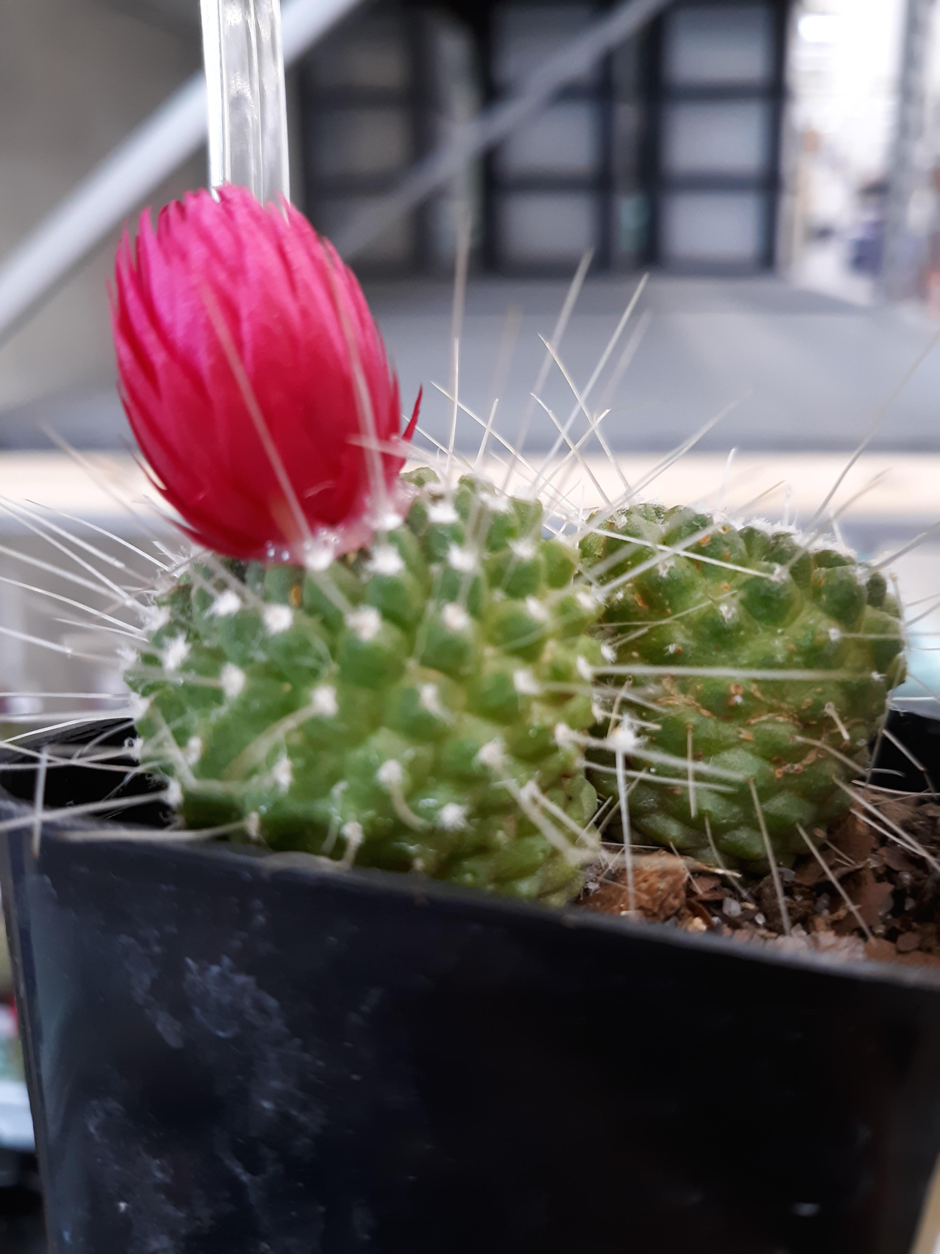 I saw a tiny cactus missing its flower at Walmart the other day and it