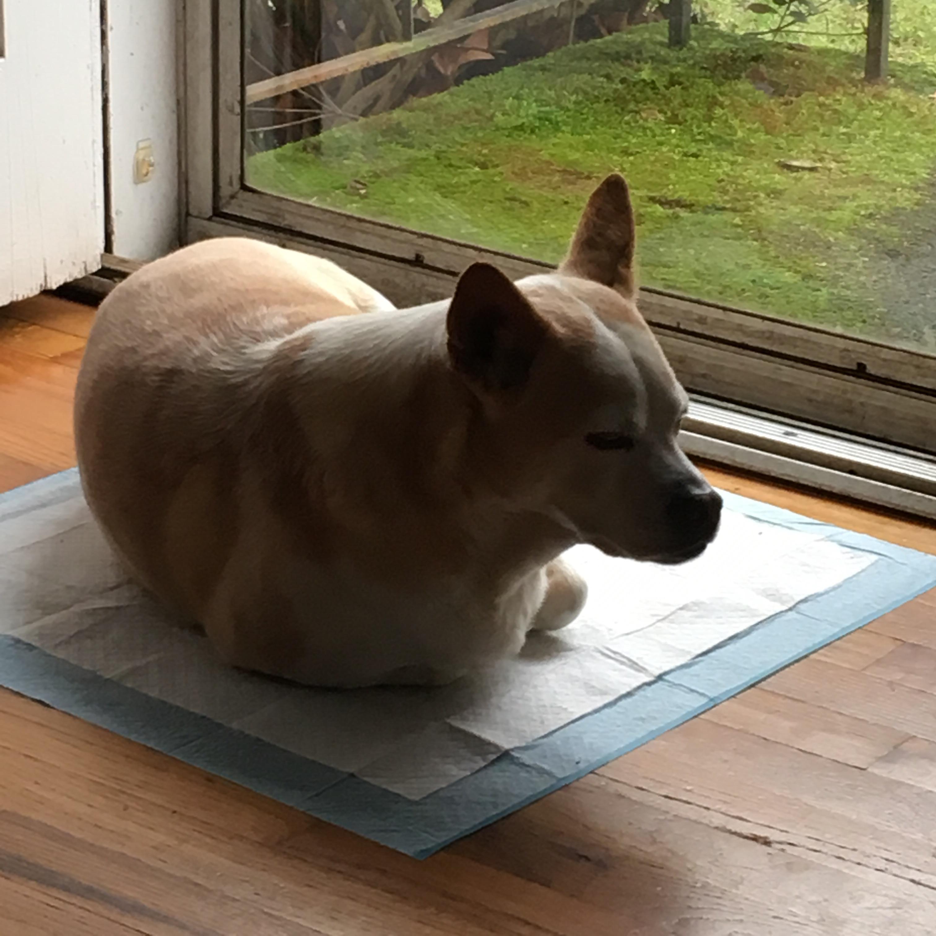 Dog loaf rising r/Dogloaf