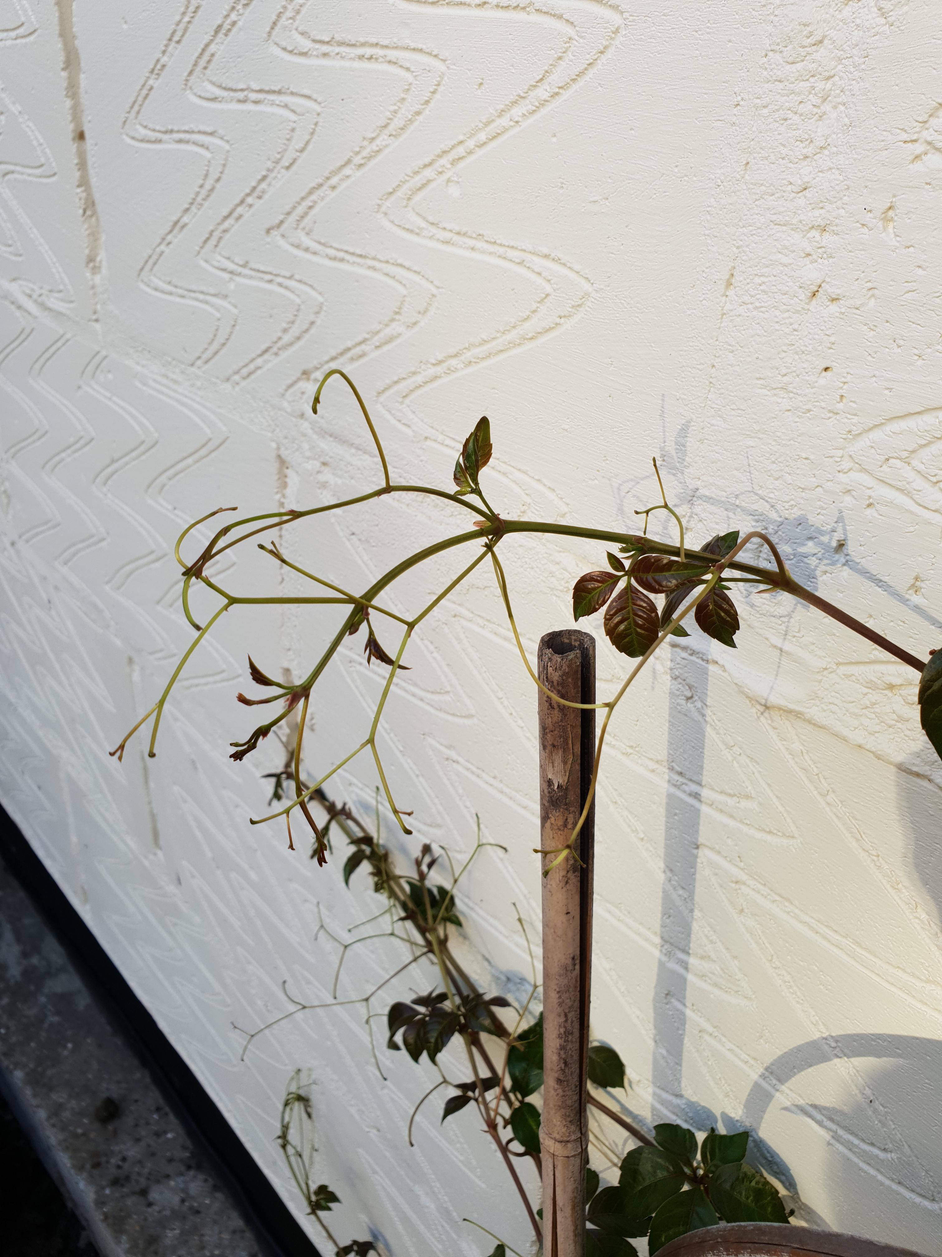Virginia creeper, or false Virginia creeper? r/gardening