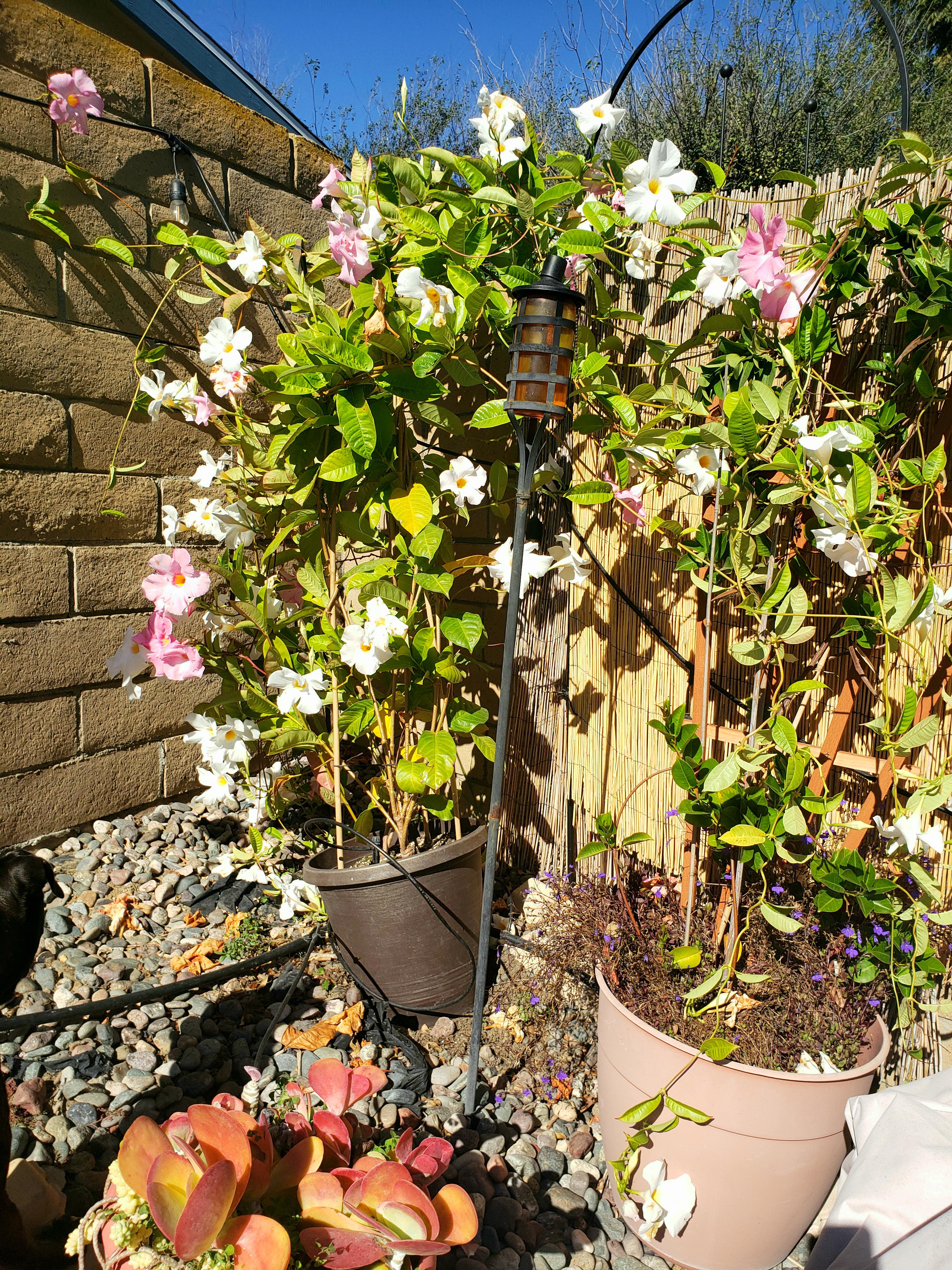 Corki Ultimate Flowering Vines For Shade Southern California